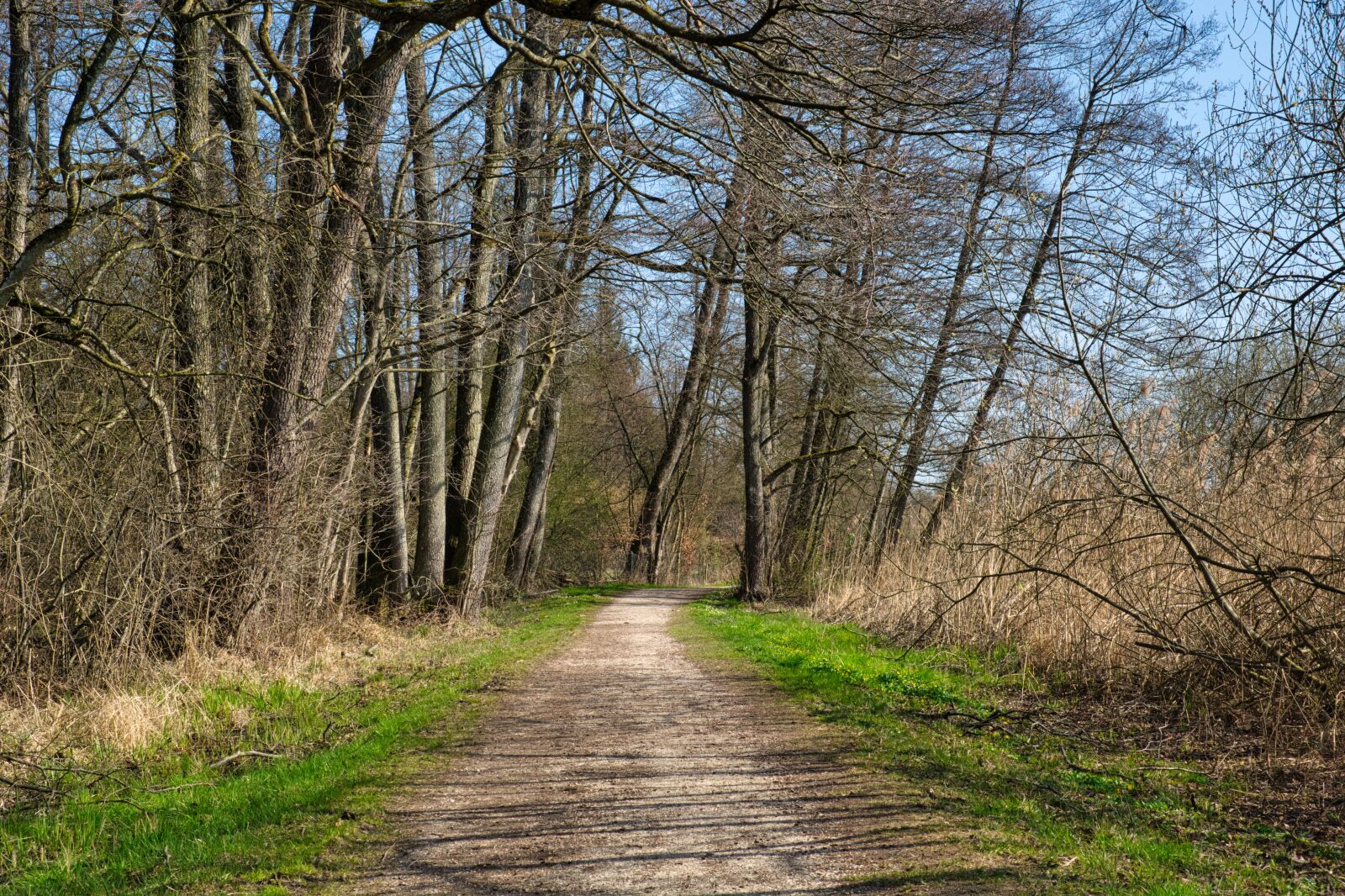 Nikon D7100 sample photo. Spring, away, path photography