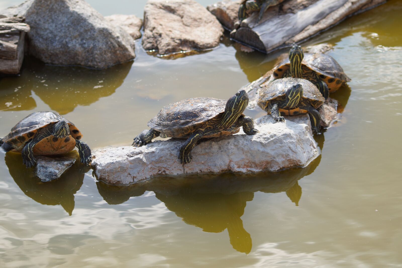 Sony SLT-A58 sample photo. Turtle, group, water photography