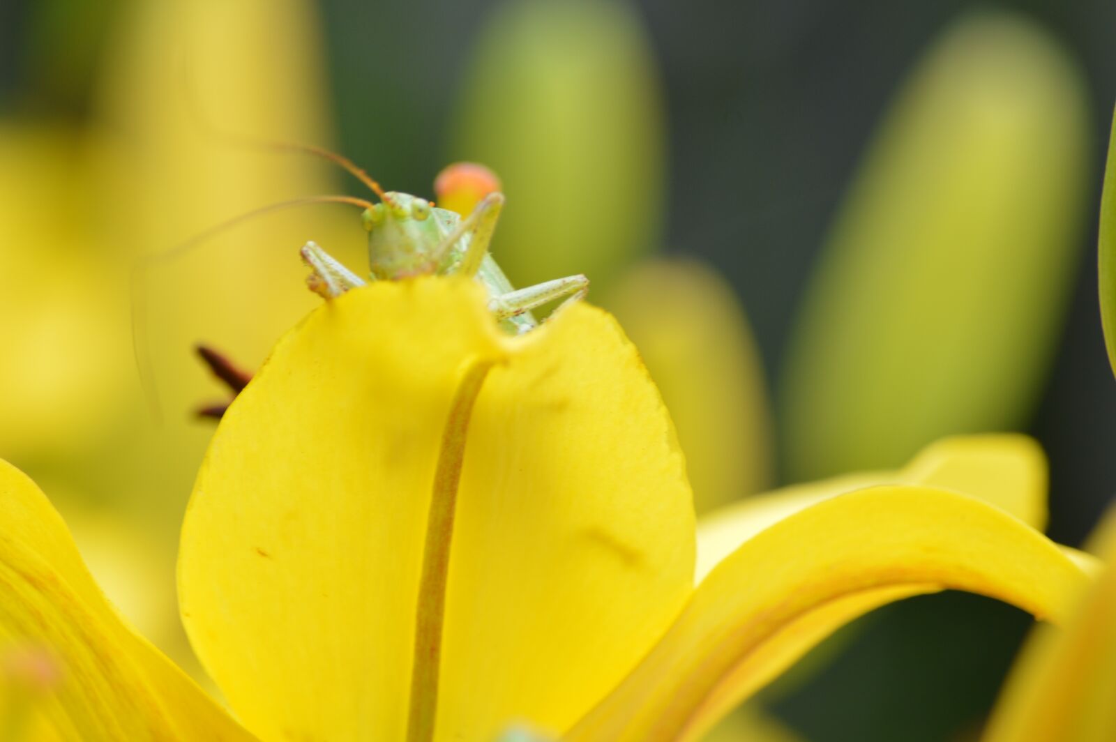 Nikon D3200 sample photo. Insect, flower, animal photography