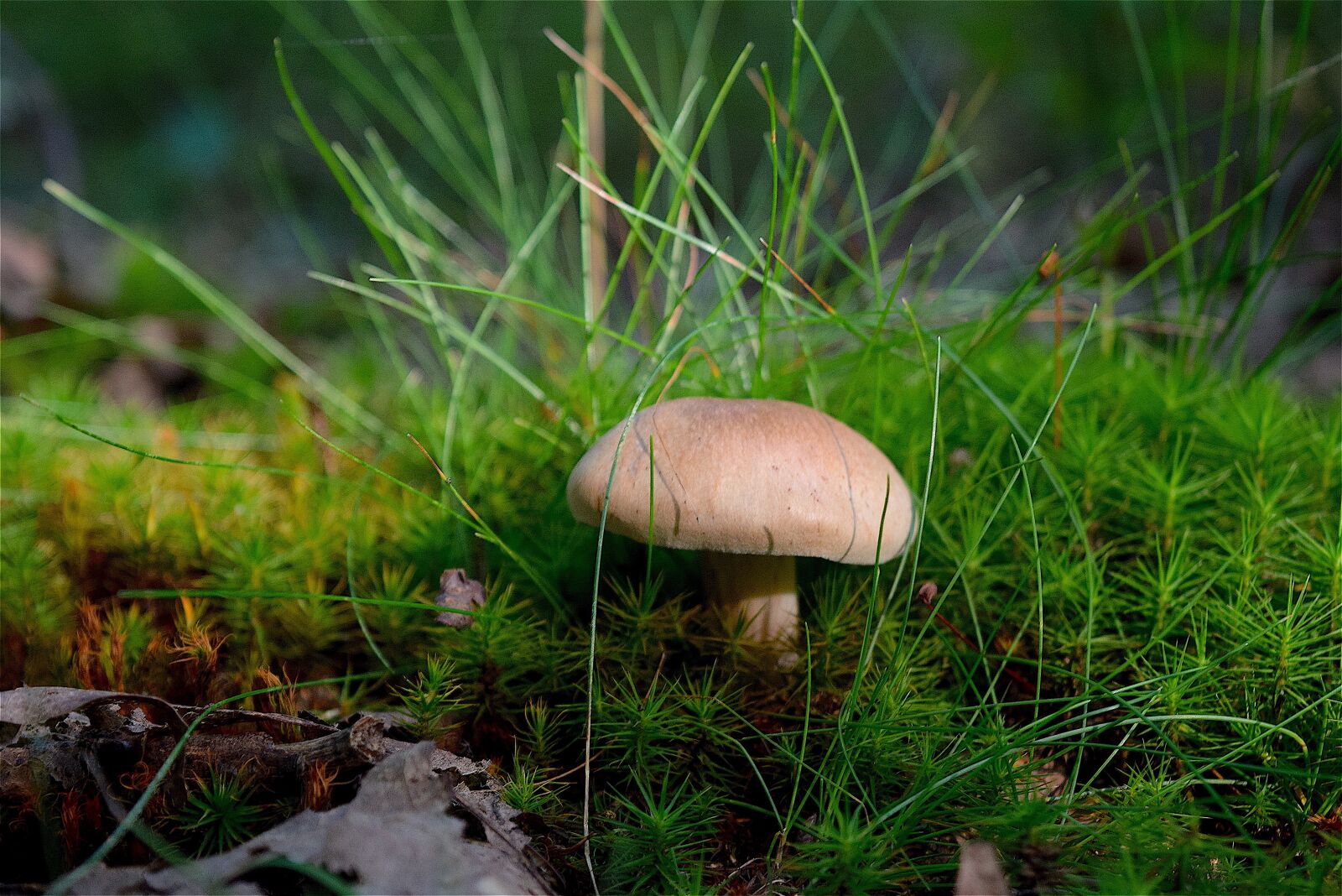 Nikon D3300 sample photo. Mushroom, grass, forest photography