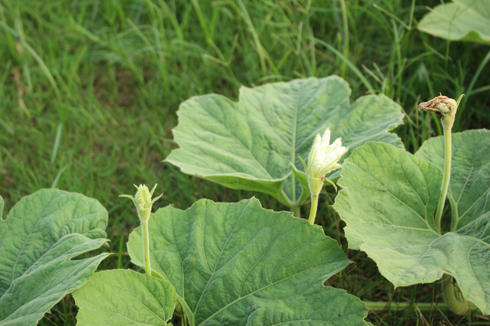 Canon EOS 700D (EOS Rebel T5i / EOS Kiss X7i) sample photo. Leaf, flora, nature photography