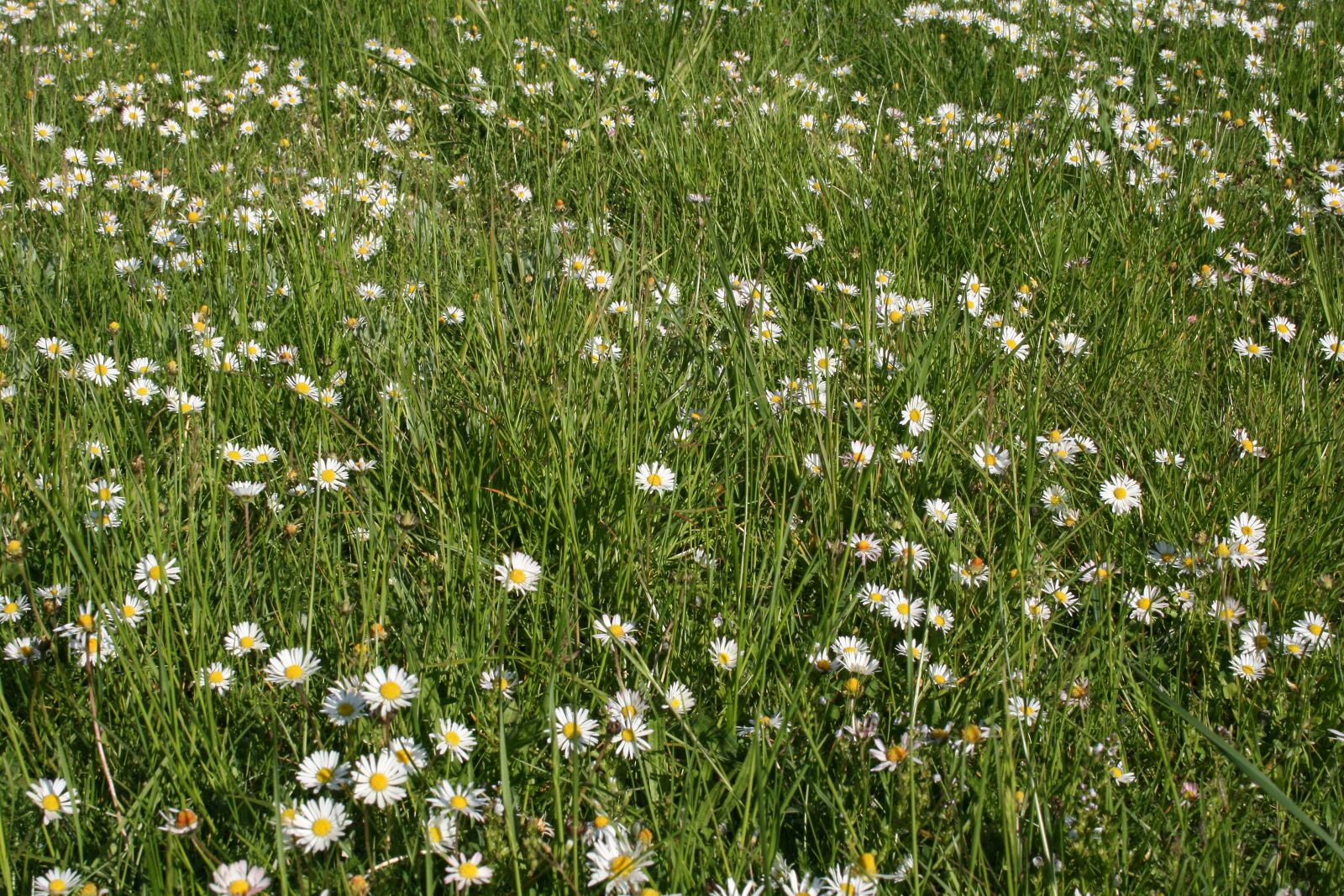 Canon EOS 400D (EOS Digital Rebel XTi / EOS Kiss Digital X) sample photo. Daisies, meadow, summer photography
