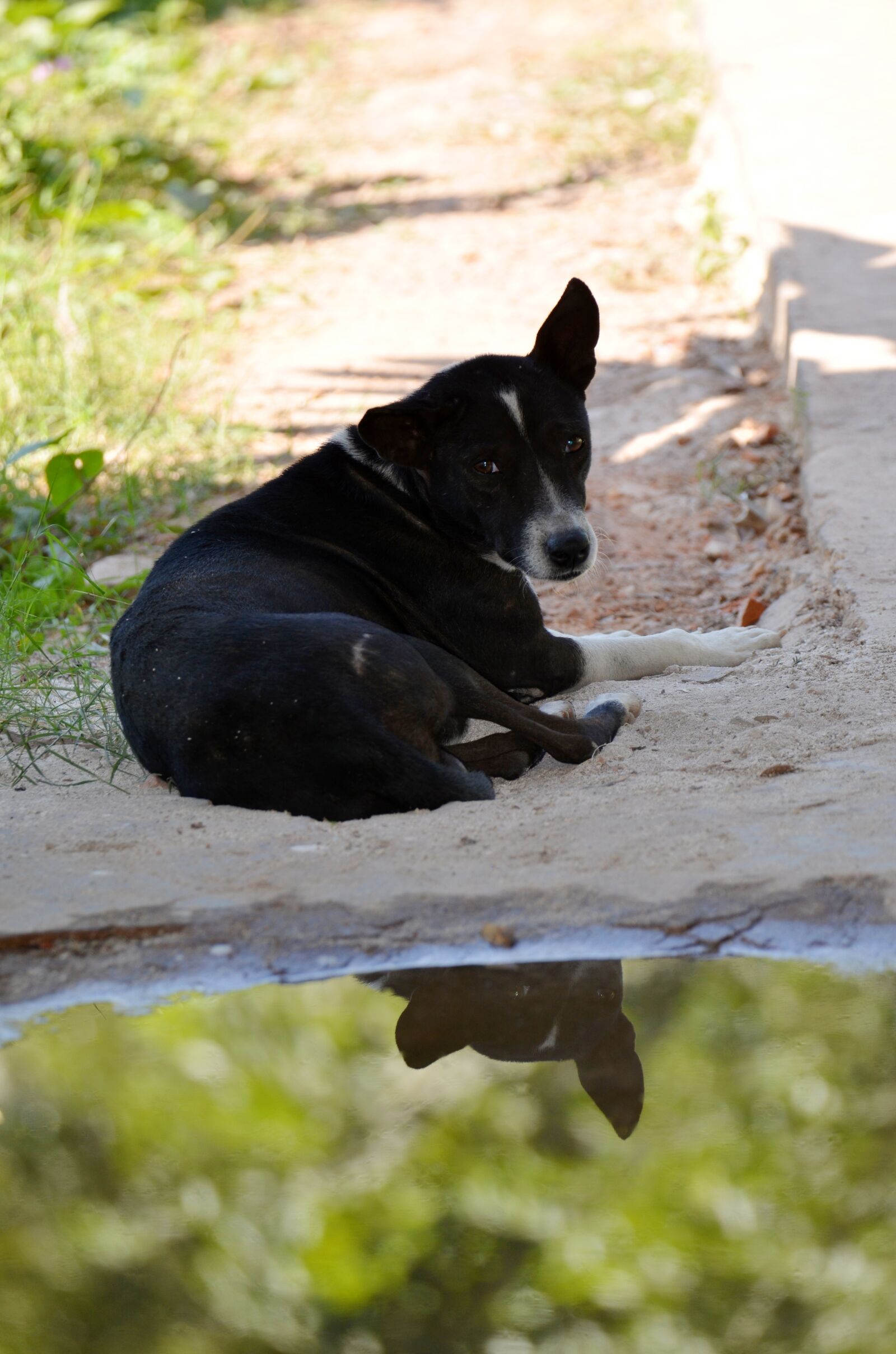 Nikon D7000 sample photo. Dog, water, mirroring photography
