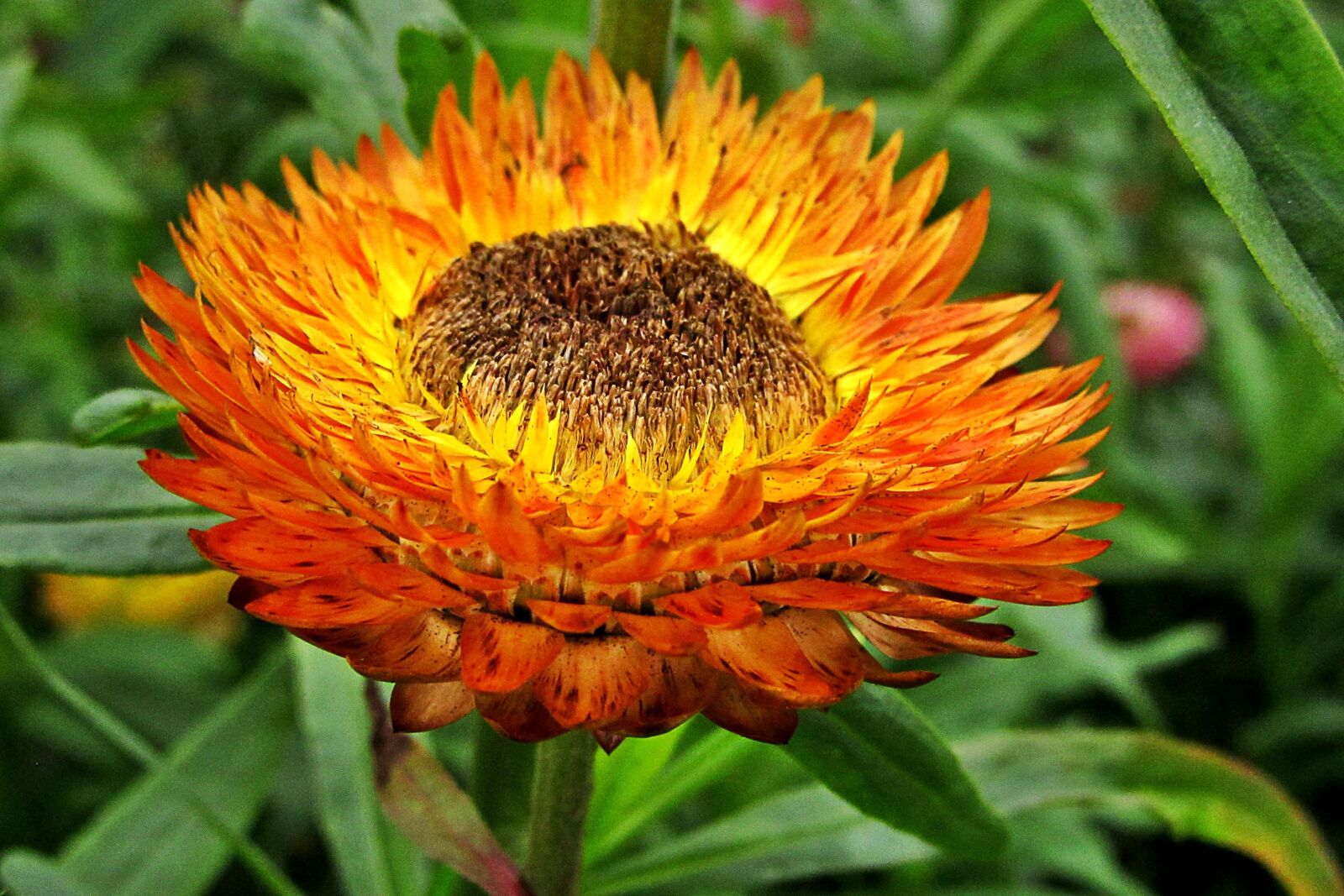 Canon PowerShot SX610 HS sample photo. Xerochrysum bracteatum, dried flowers photography