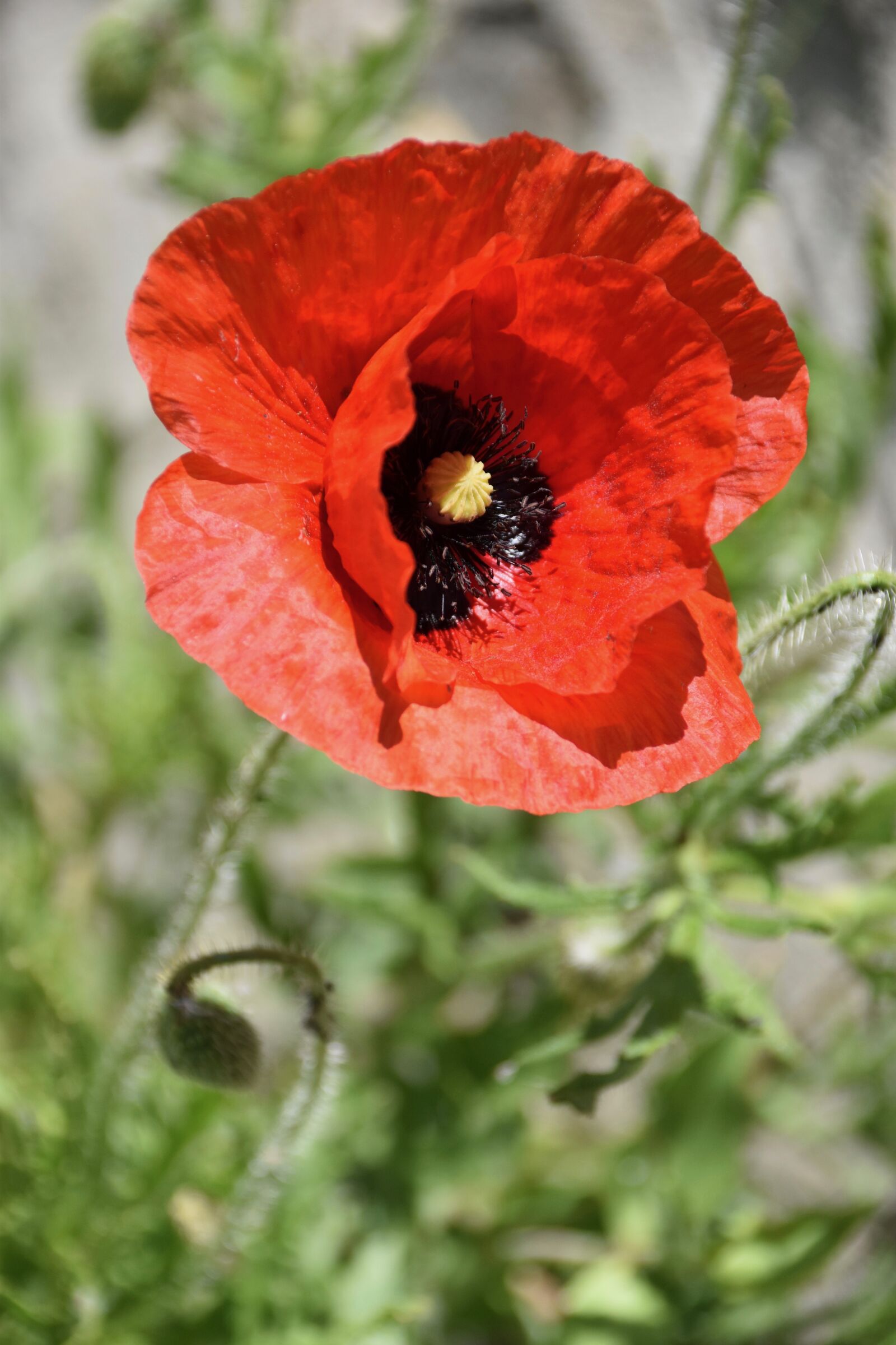 Nikon D5600 sample photo. Poppy, wild flower, red photography