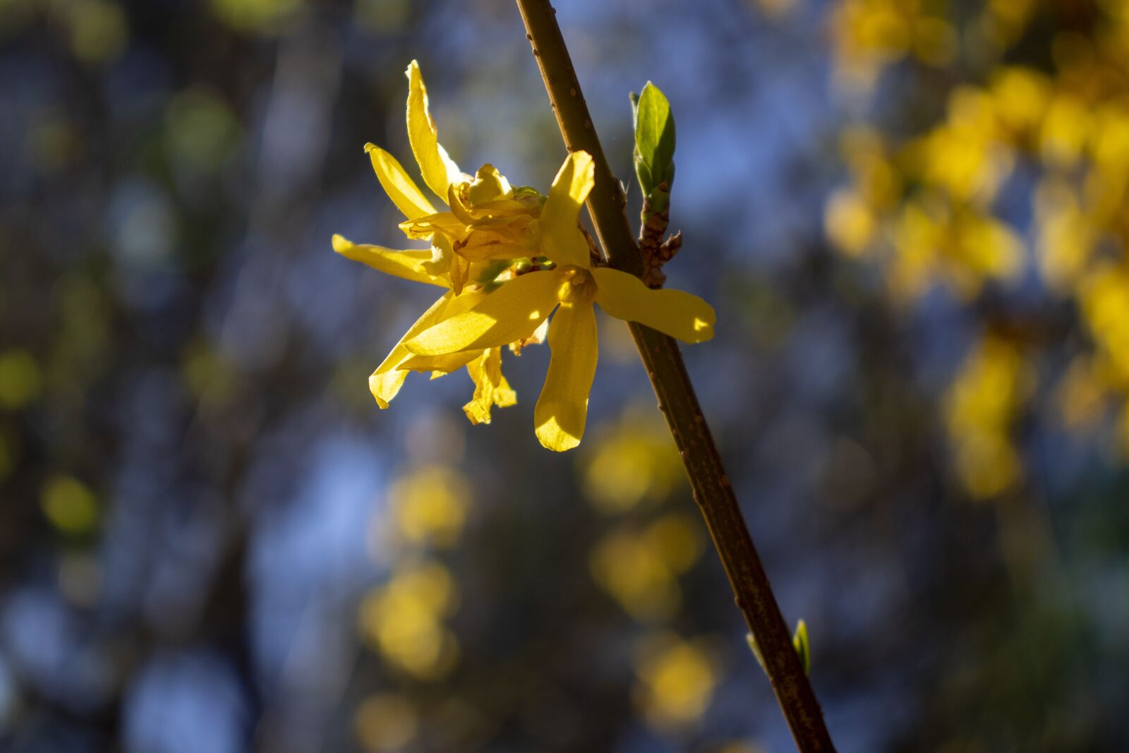 Canon EOS 200D (EOS Rebel SL2 / EOS Kiss X9) sample photo. Spring, flower, yellow photography