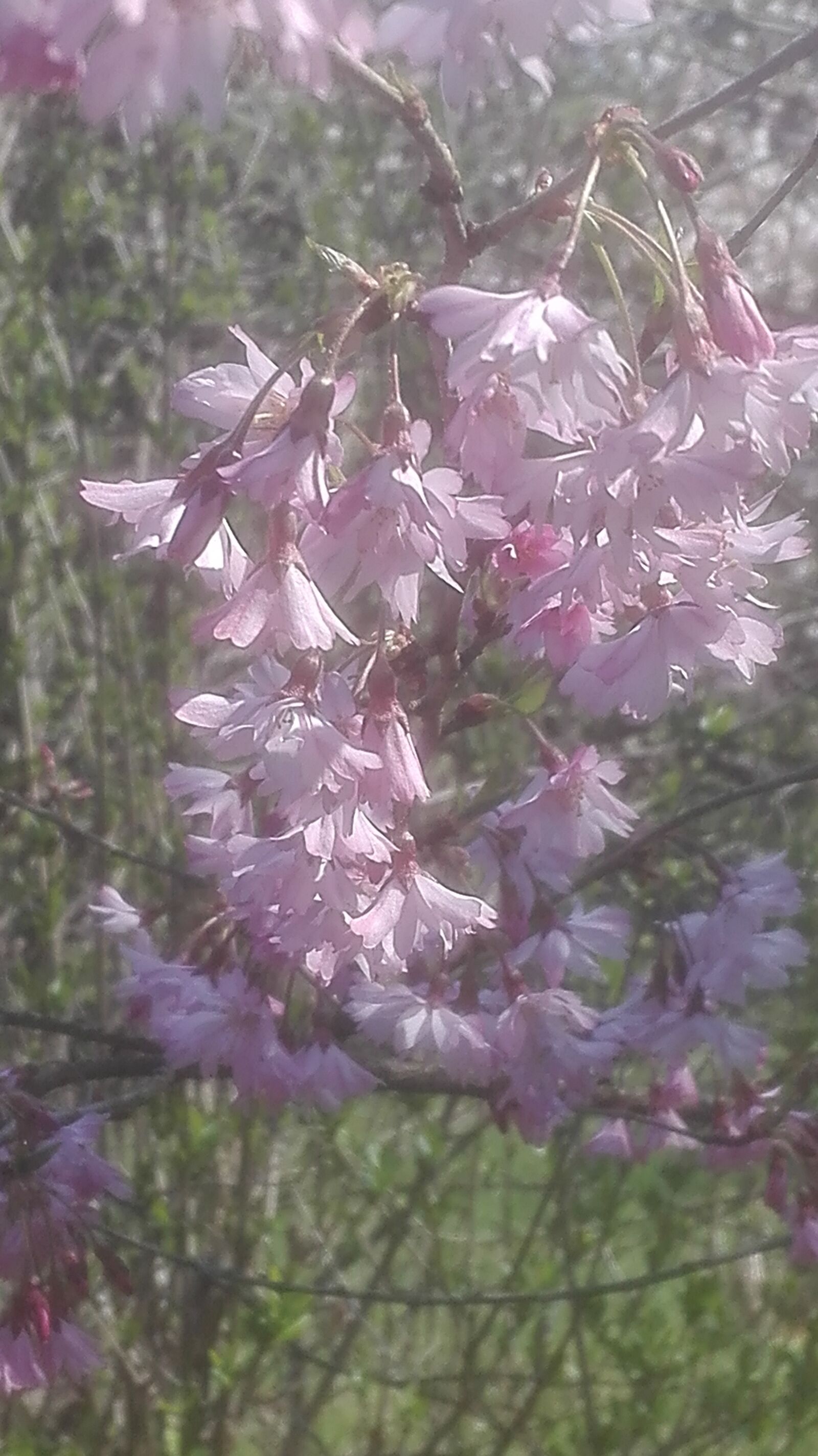 HUAWEI P8 Lite sample photo. Pink, spring, flower photography
