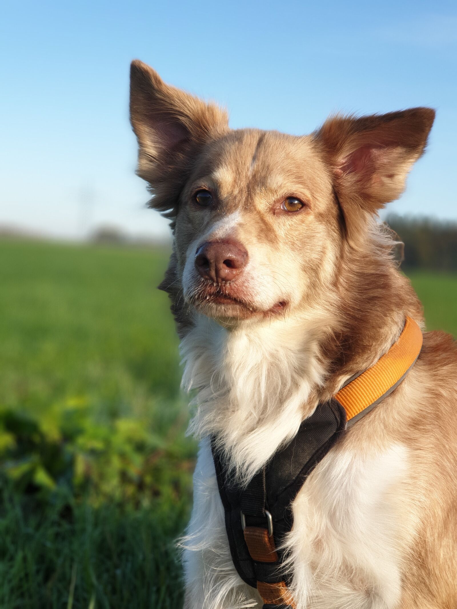 Samsung Galaxy S9+ sample photo. Dog, quiet, summer photography