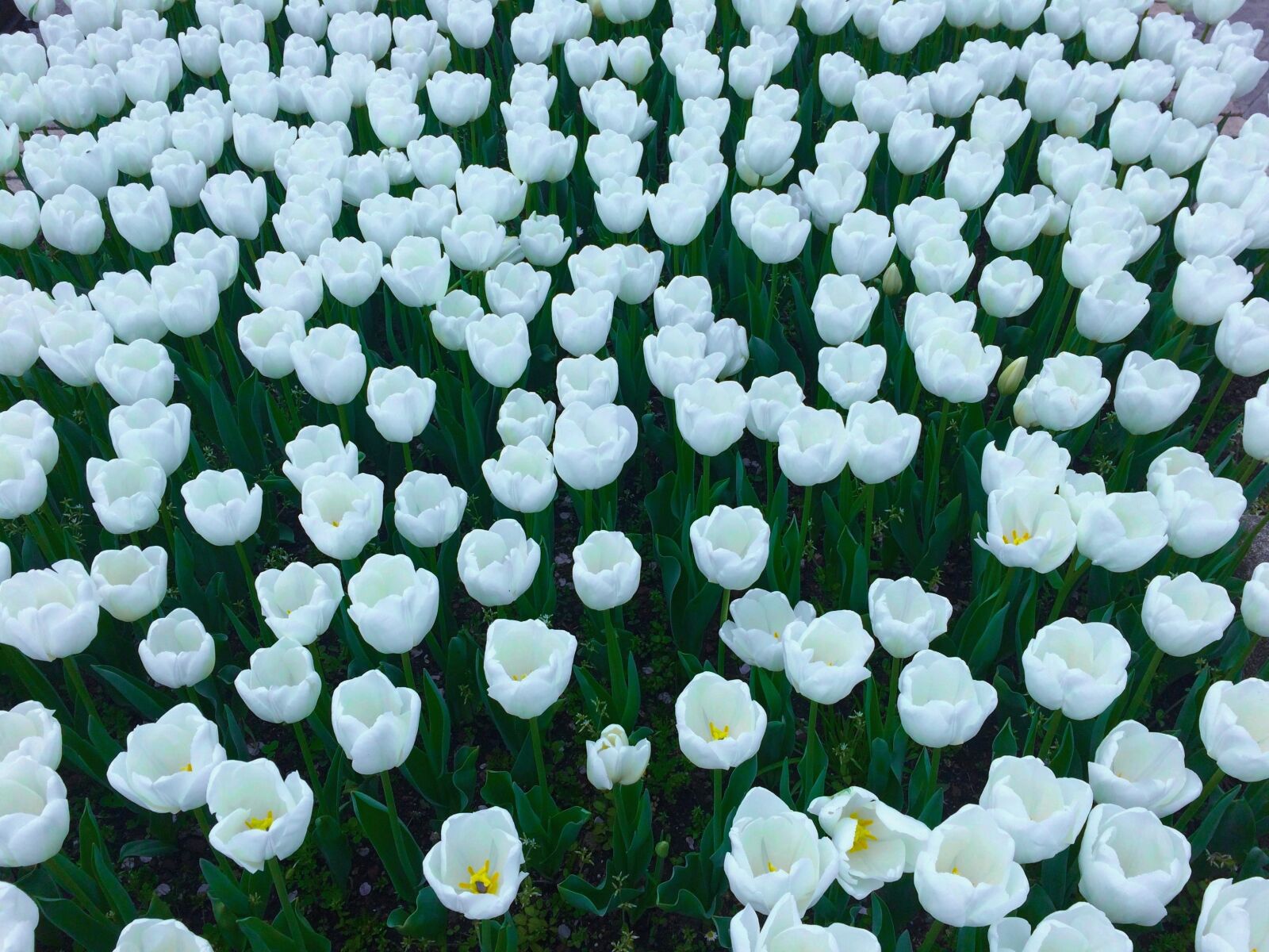 Apple iPhone 5s sample photo. Tulip, flowers, white photography