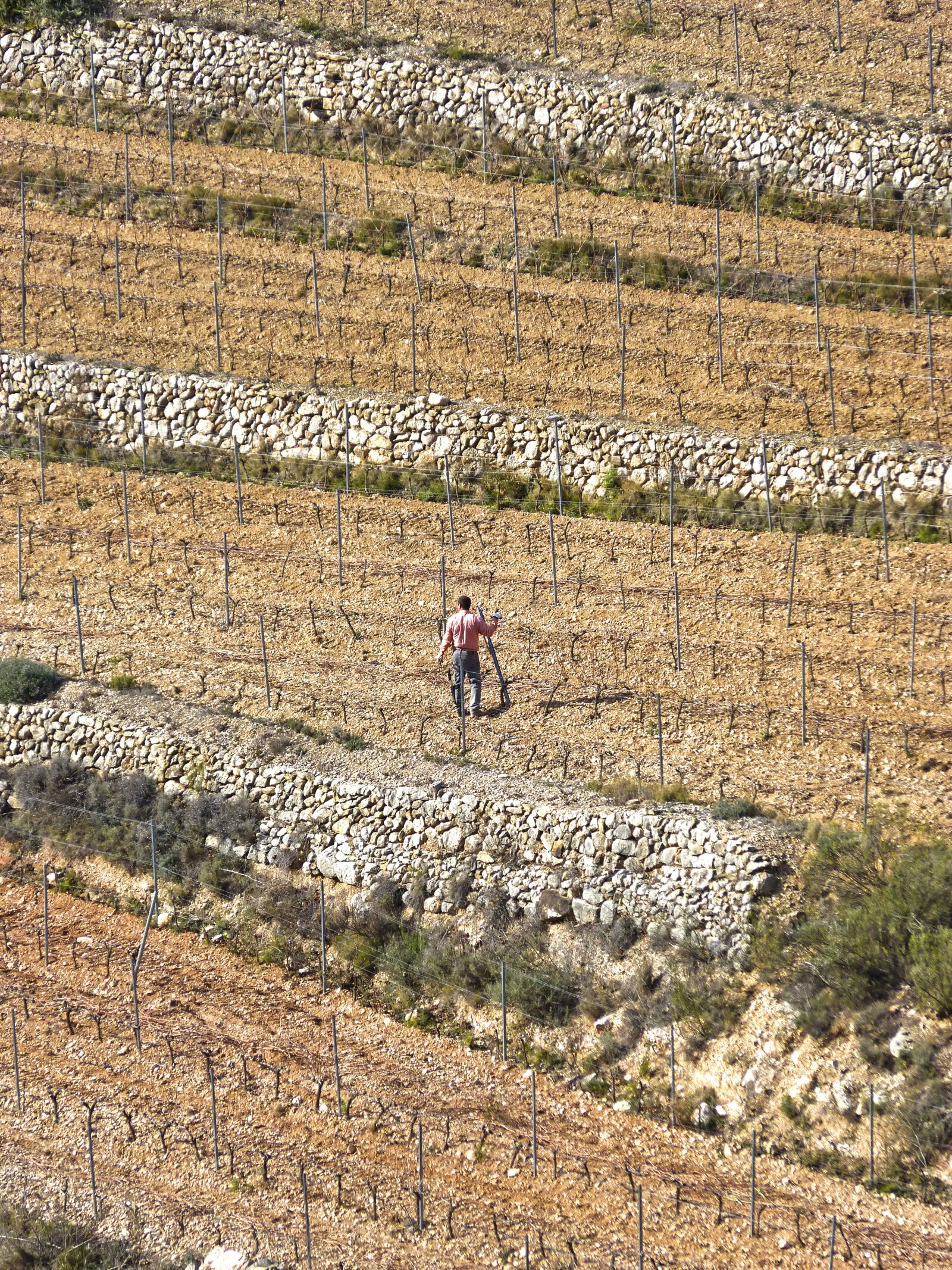 Panasonic DMC-FZ62 sample photo. Vineyard, terraces, agricultior photography