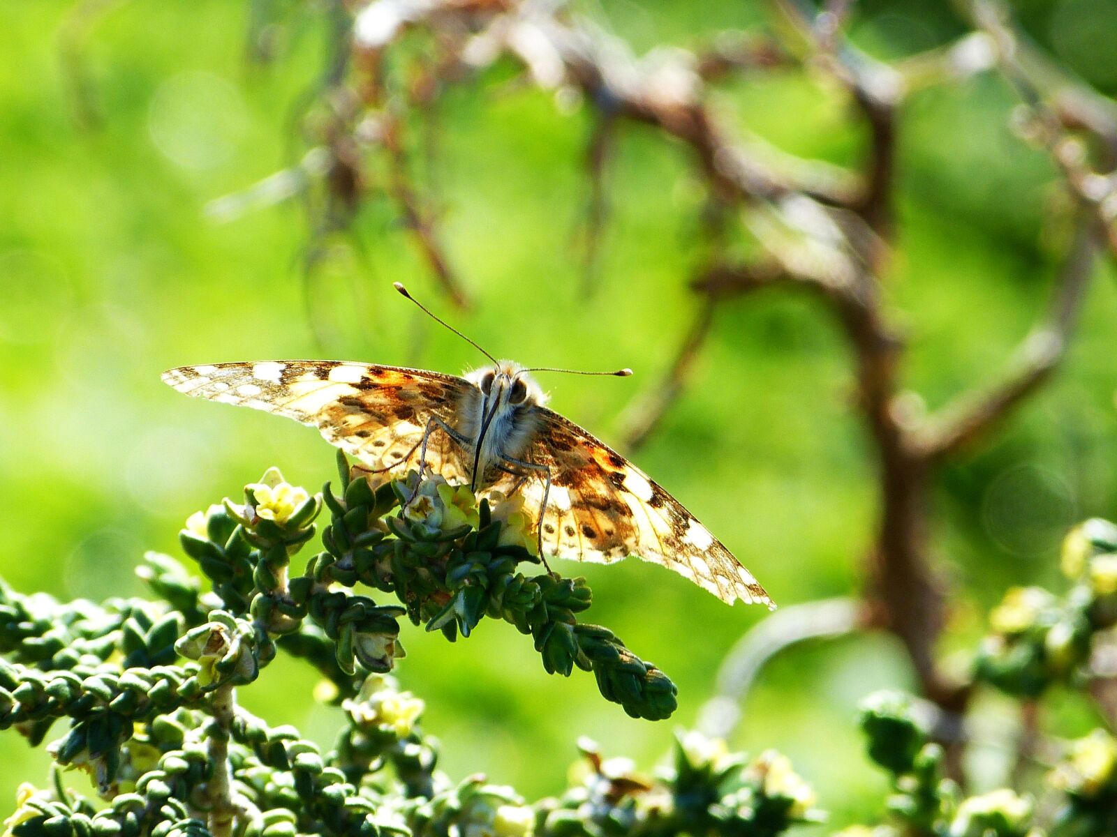 Panasonic Lumix DMC-FZ150 sample photo. Butterfly, nature, green photography