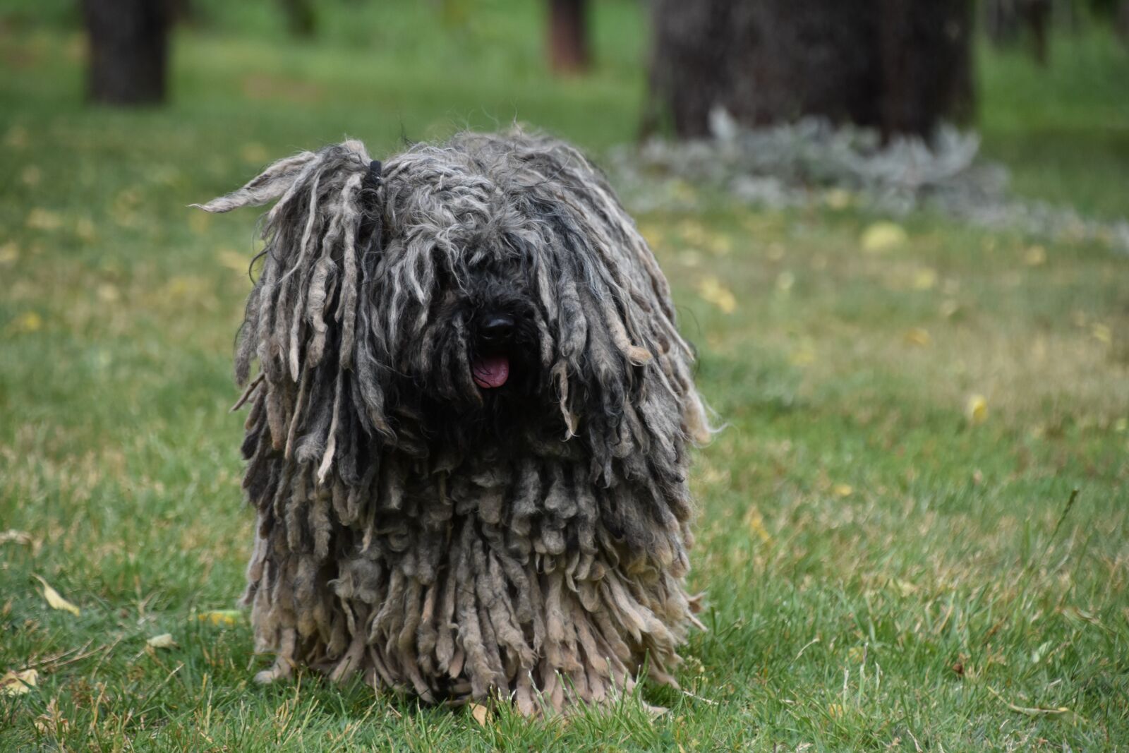 Nikon D7200 sample photo. Puli, dog, hungarian photography