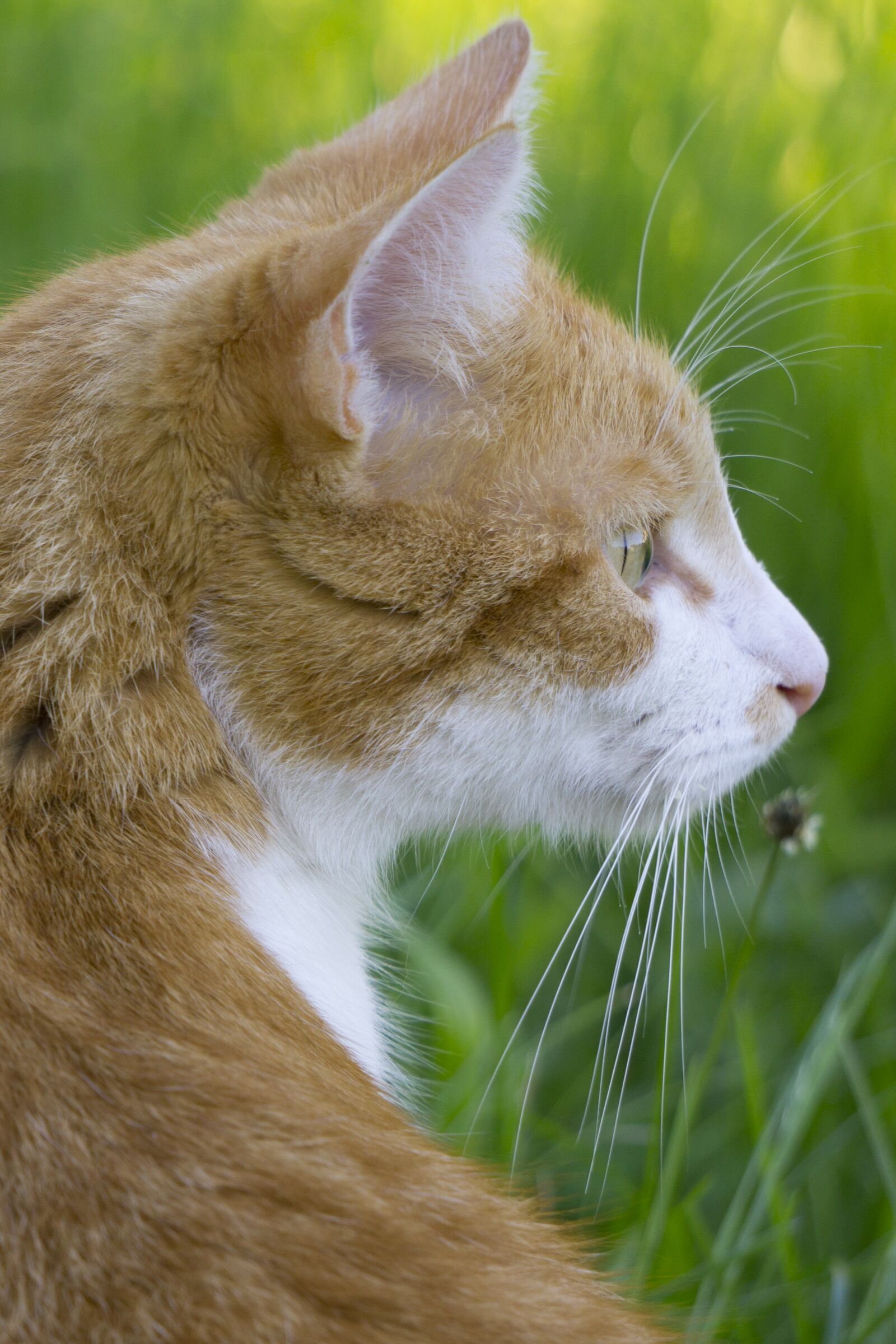 Sony a5100 sample photo. Cat, cat in the photography
