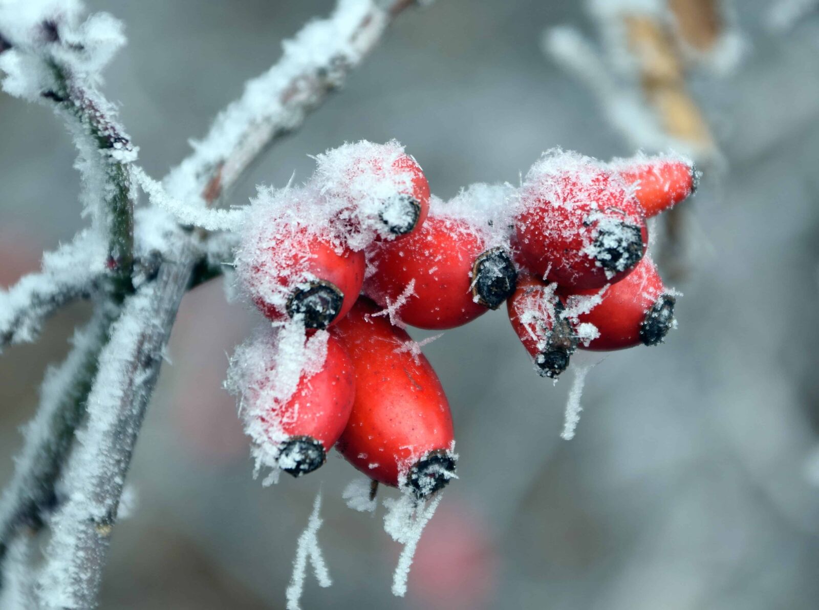 Nikon D3300 sample photo. Rose hip, branch, winter photography