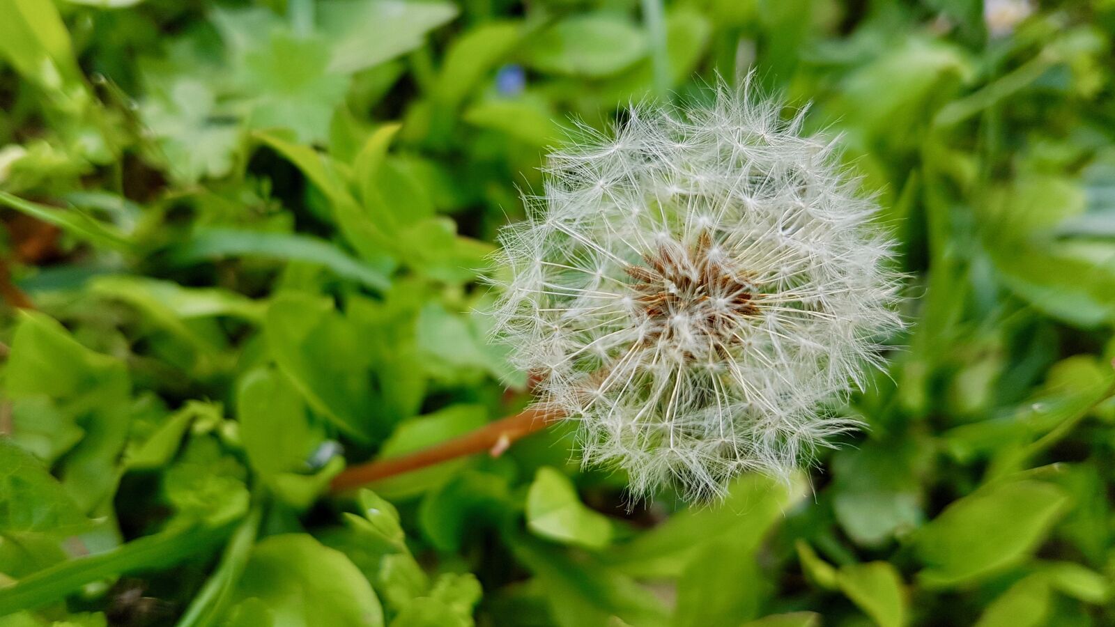 Samsung Galaxy S7 Edge sample photo. Dandelion, natura, green photography