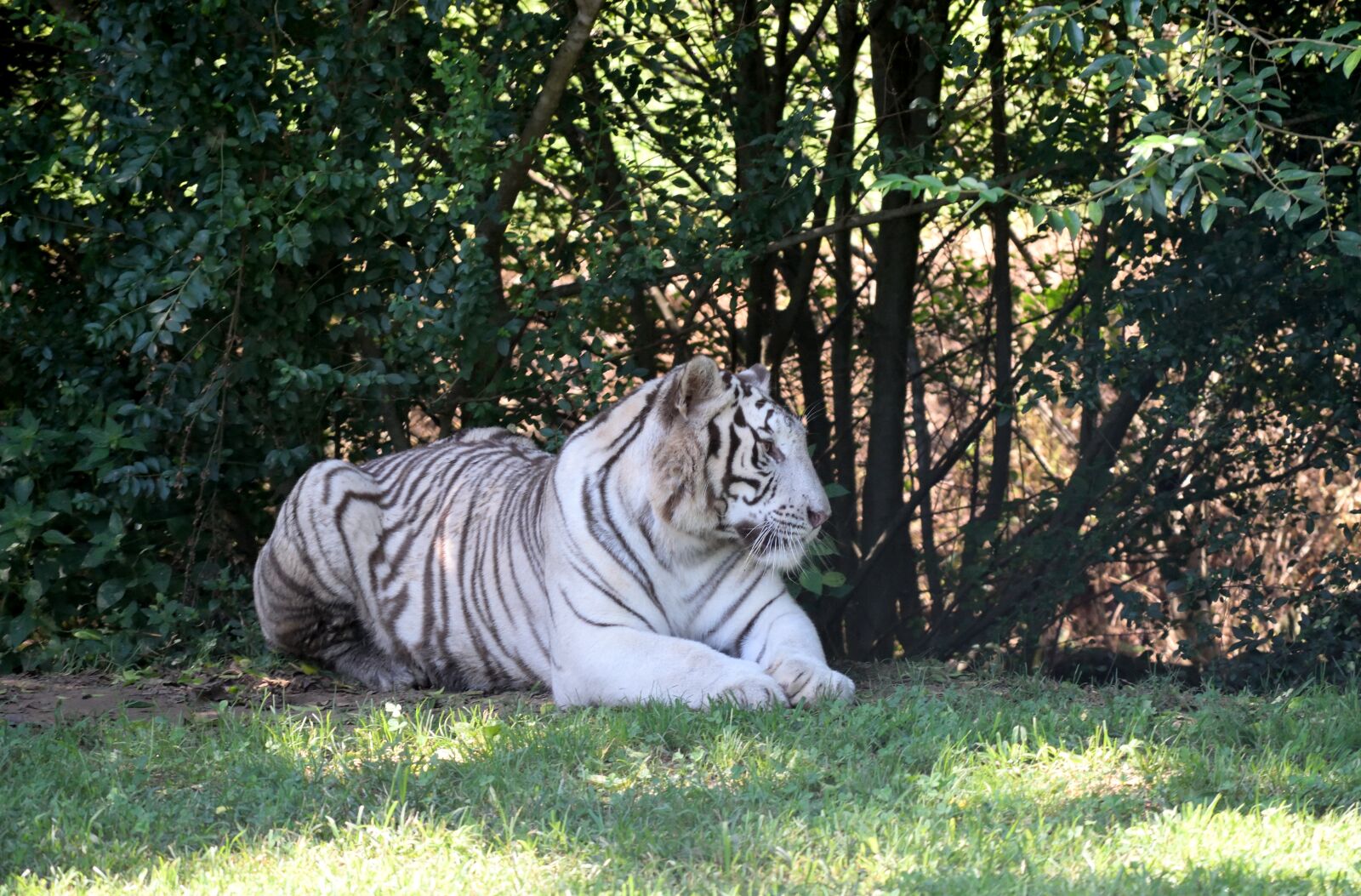 Nikon D3300 sample photo. Siberian tiger, wildlife, wild photography