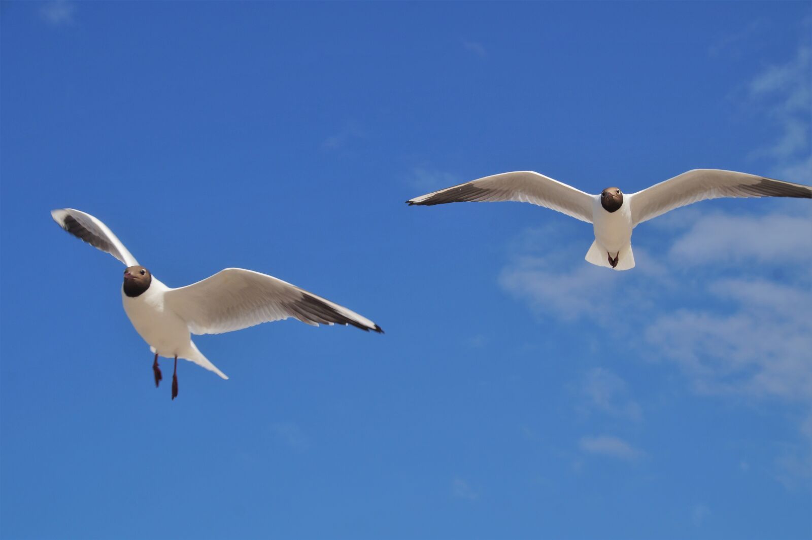 Sony SLT-A58 sample photo. The seagulls, gulls, bird photography