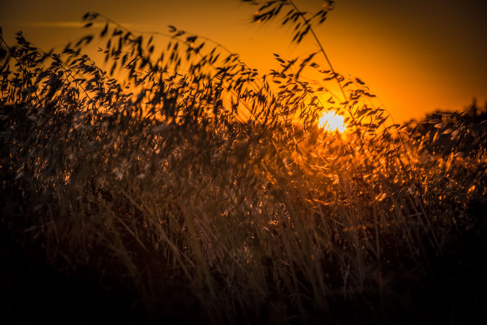 Nikon D750 sample photo. Sunset, dusk photography