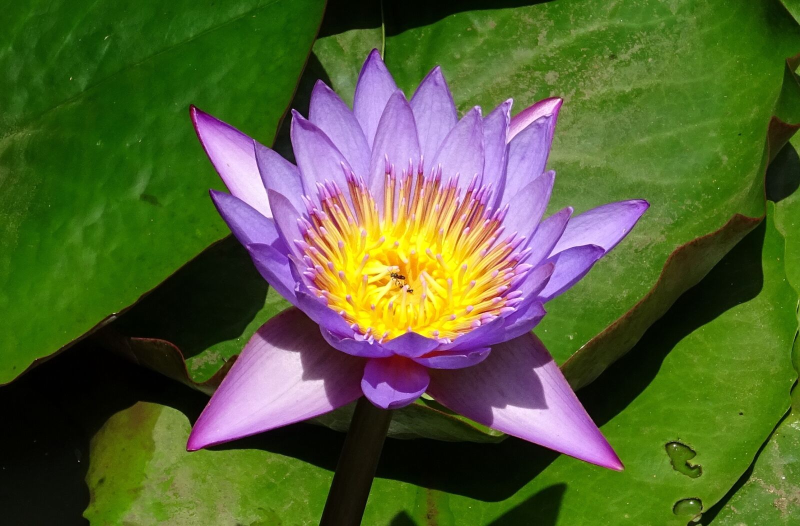 Sony DSC-HX60V sample photo. Lily, flower, nymphaea tina photography