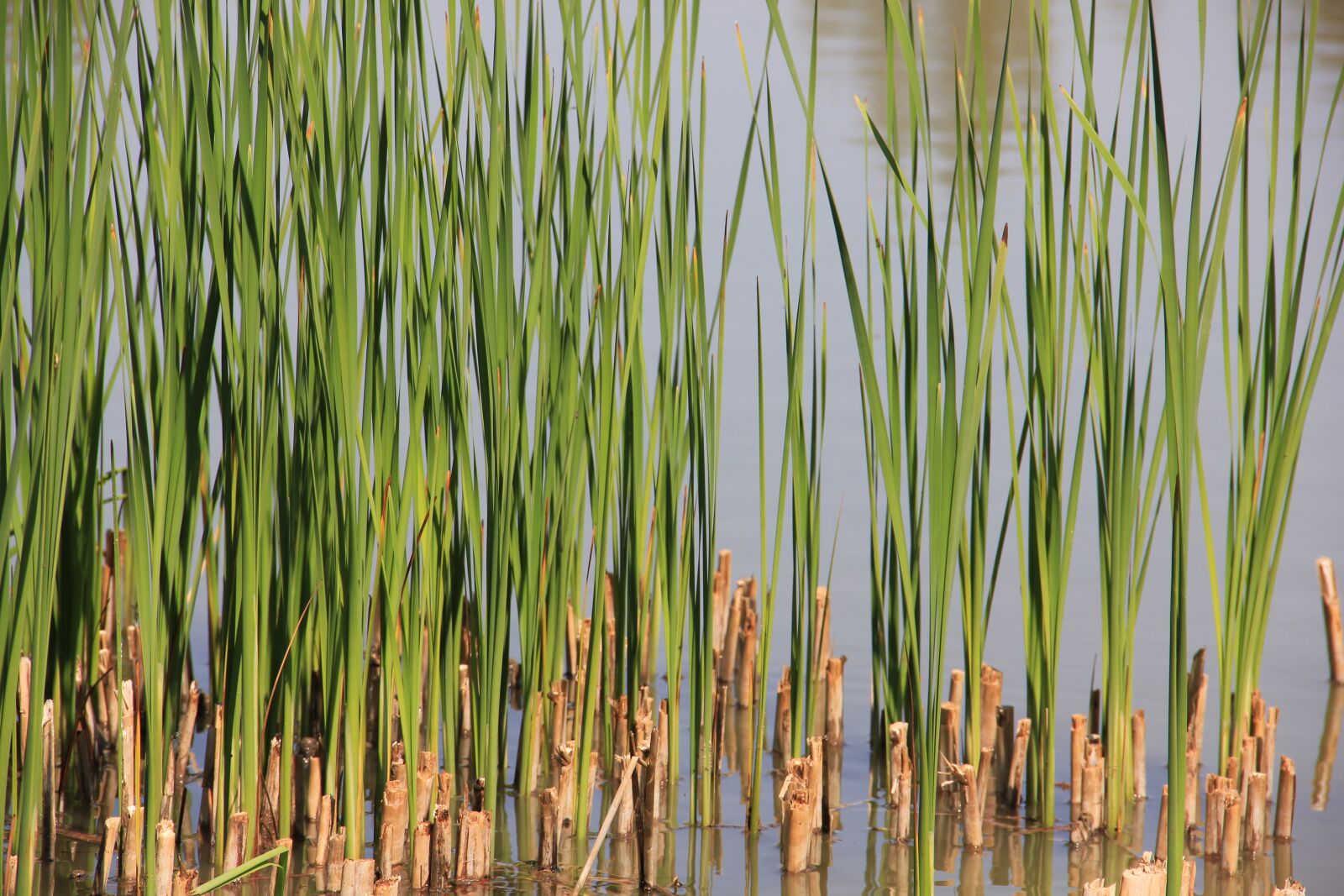 Canon EOS 550D (EOS Rebel T2i / EOS Kiss X4) sample photo. Reed, water, landscape photography
