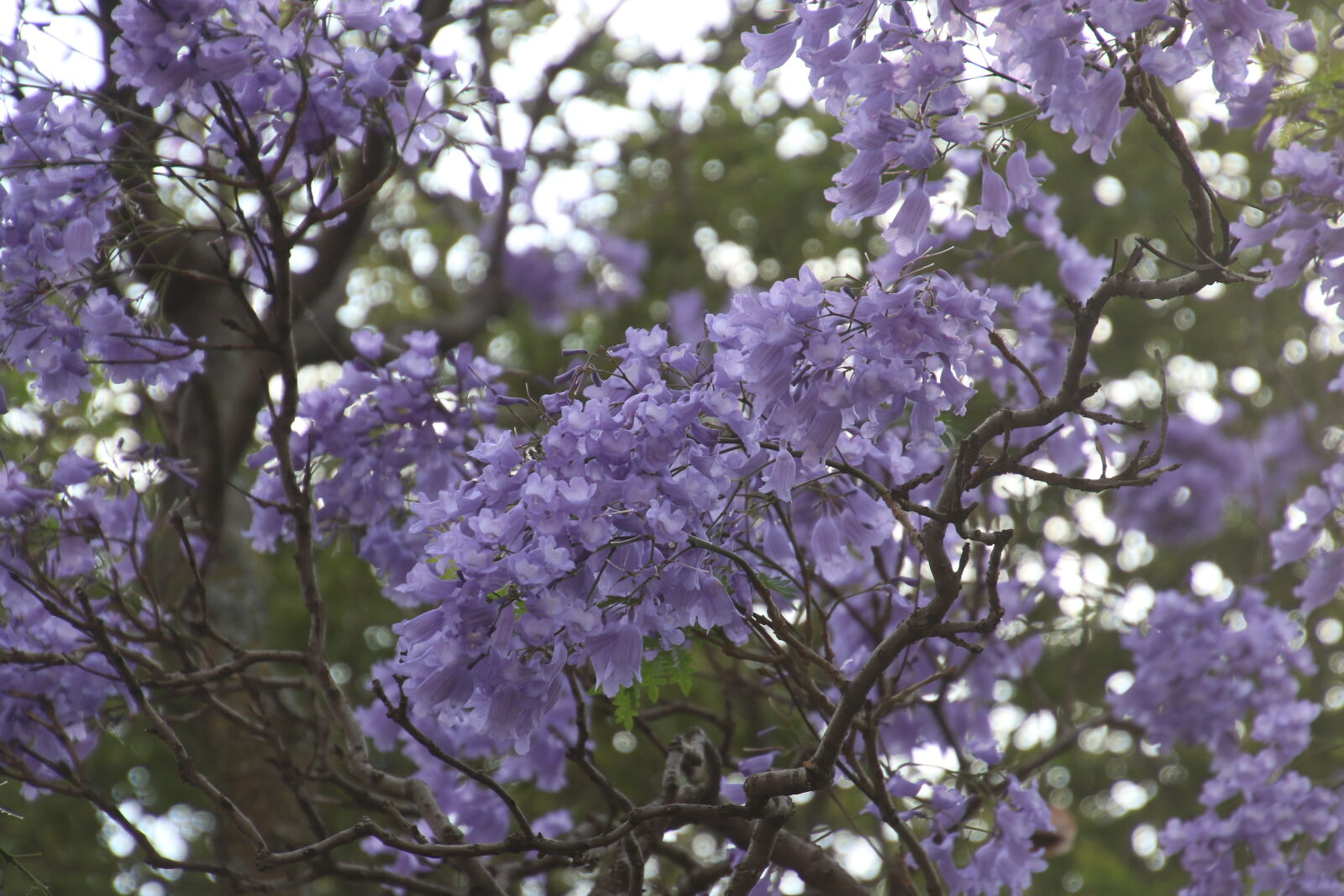 Canon EOS 7D Mark II sample photo. City, flowers, jakaranda, leaves photography