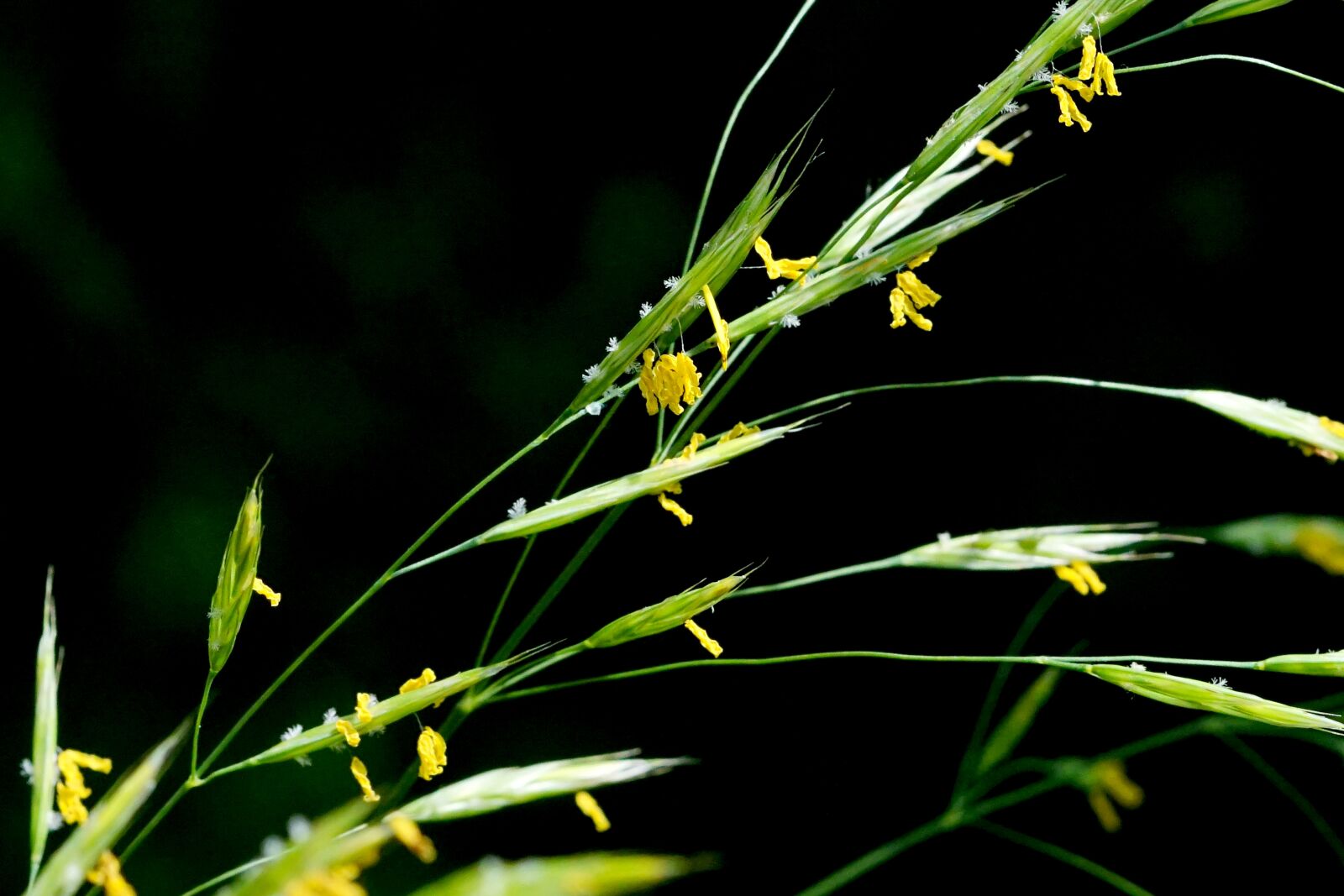 Sony a6000 + Sony FE 90mm F2.8 Macro G OSS sample photo. Nature, grass, grass flower photography