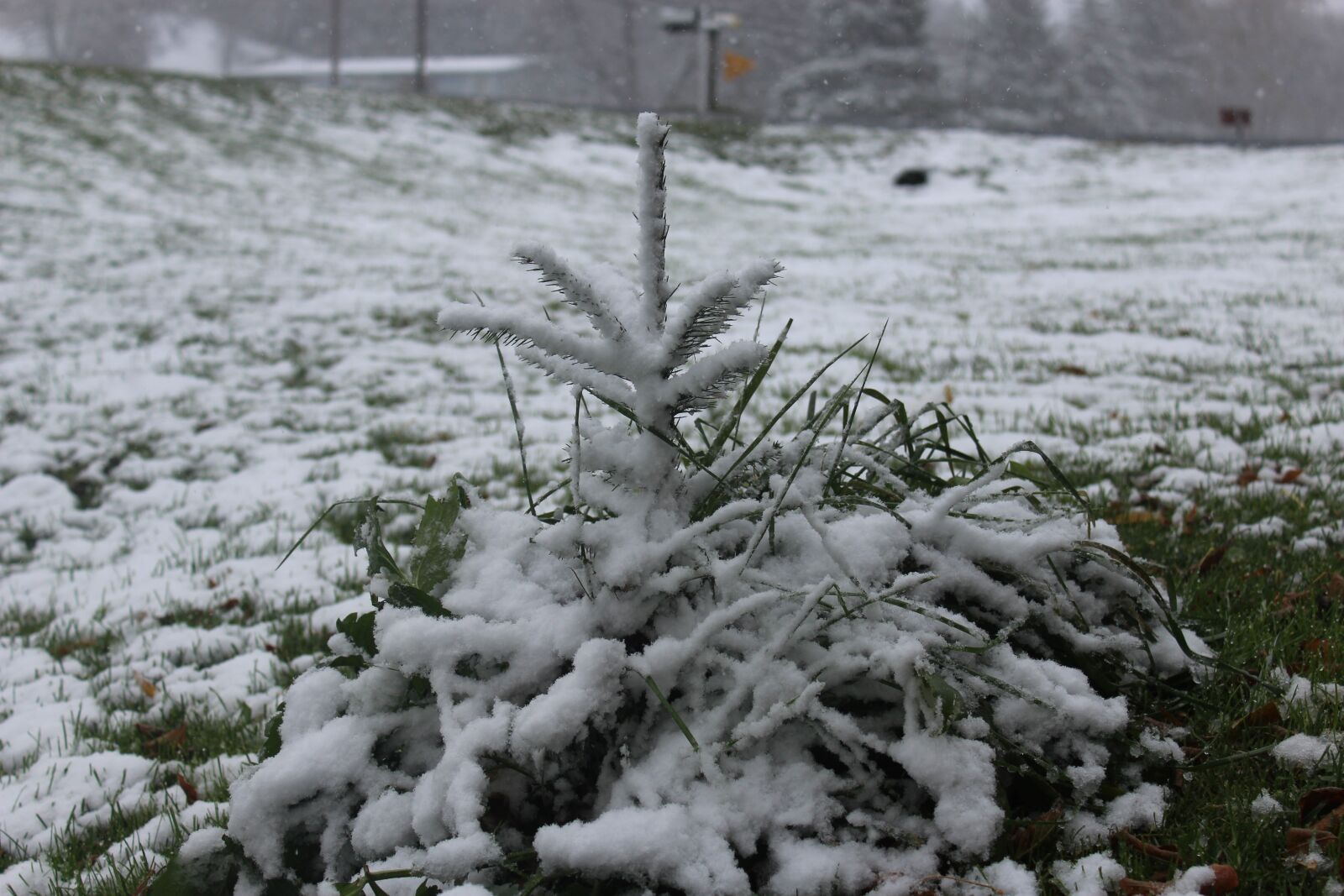 Canon EOS 1200D (EOS Rebel T5 / EOS Kiss X70 / EOS Hi) sample photo. Snow, nature, outside photography