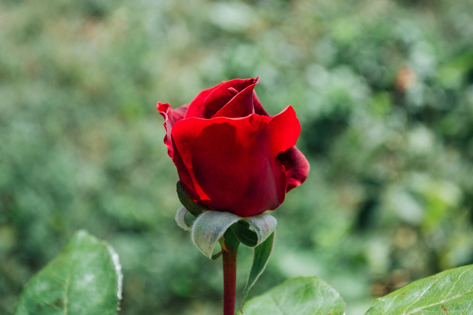 Nikon D3100 sample photo. Nature, anniversary, background photography