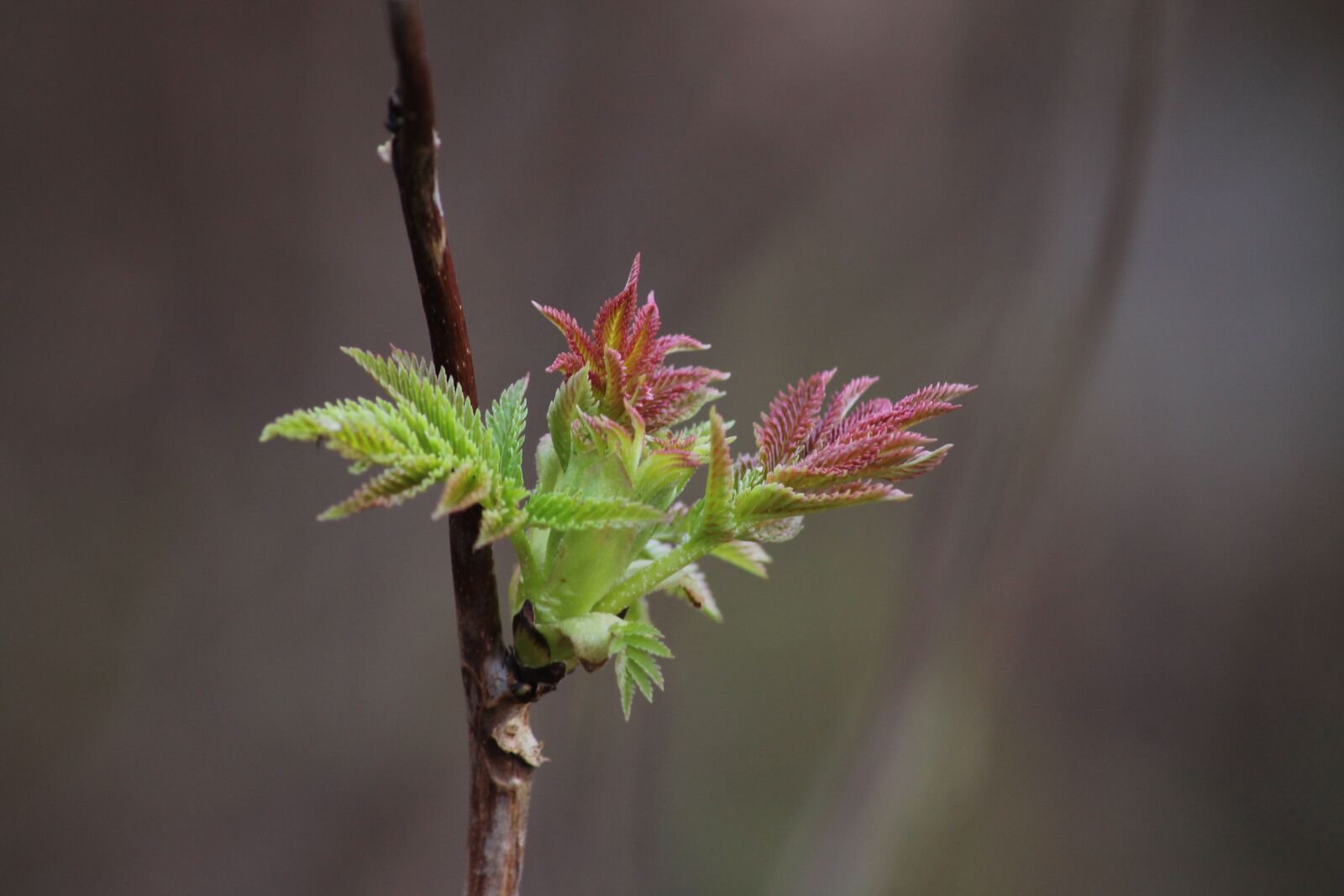 Canon EOS 1100D (EOS Rebel T3 / EOS Kiss X50) sample photo. Bud, branch, spring photography