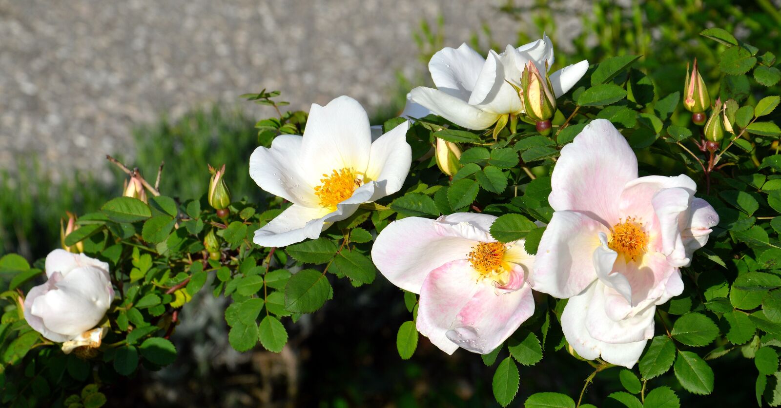Nikon D3200 sample photo. Pink, rosebush, flower photography