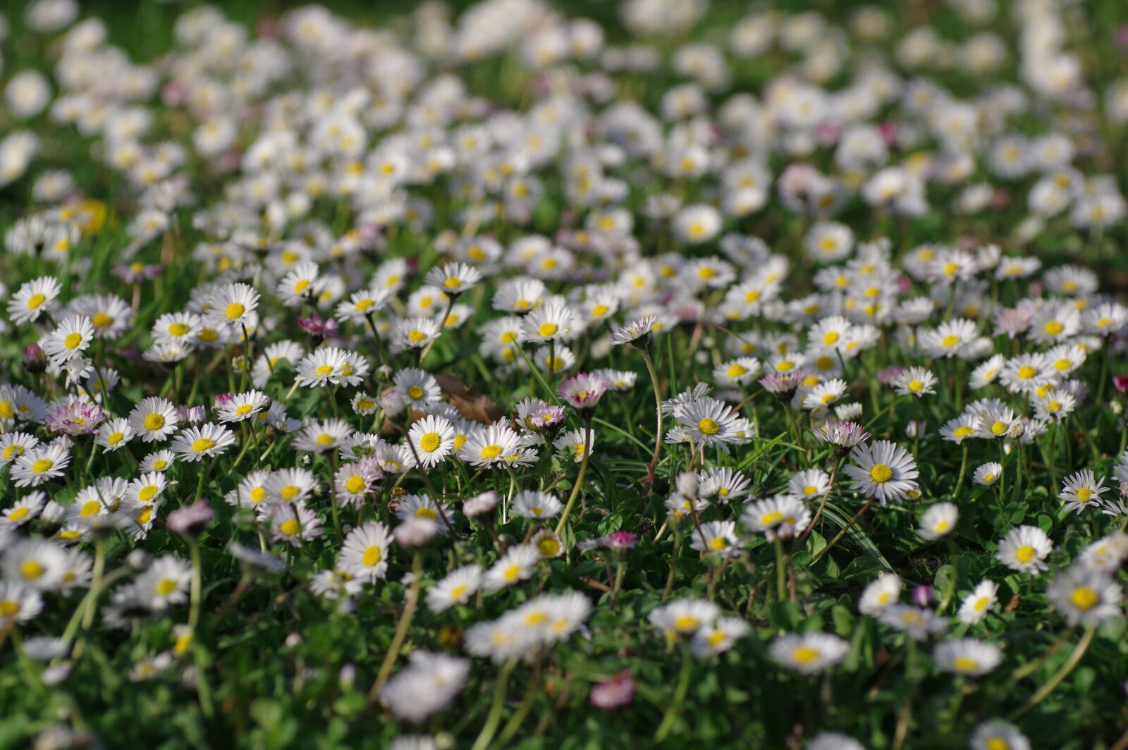 Pentax K-3 sample photo. Daisy, flower, plant photography