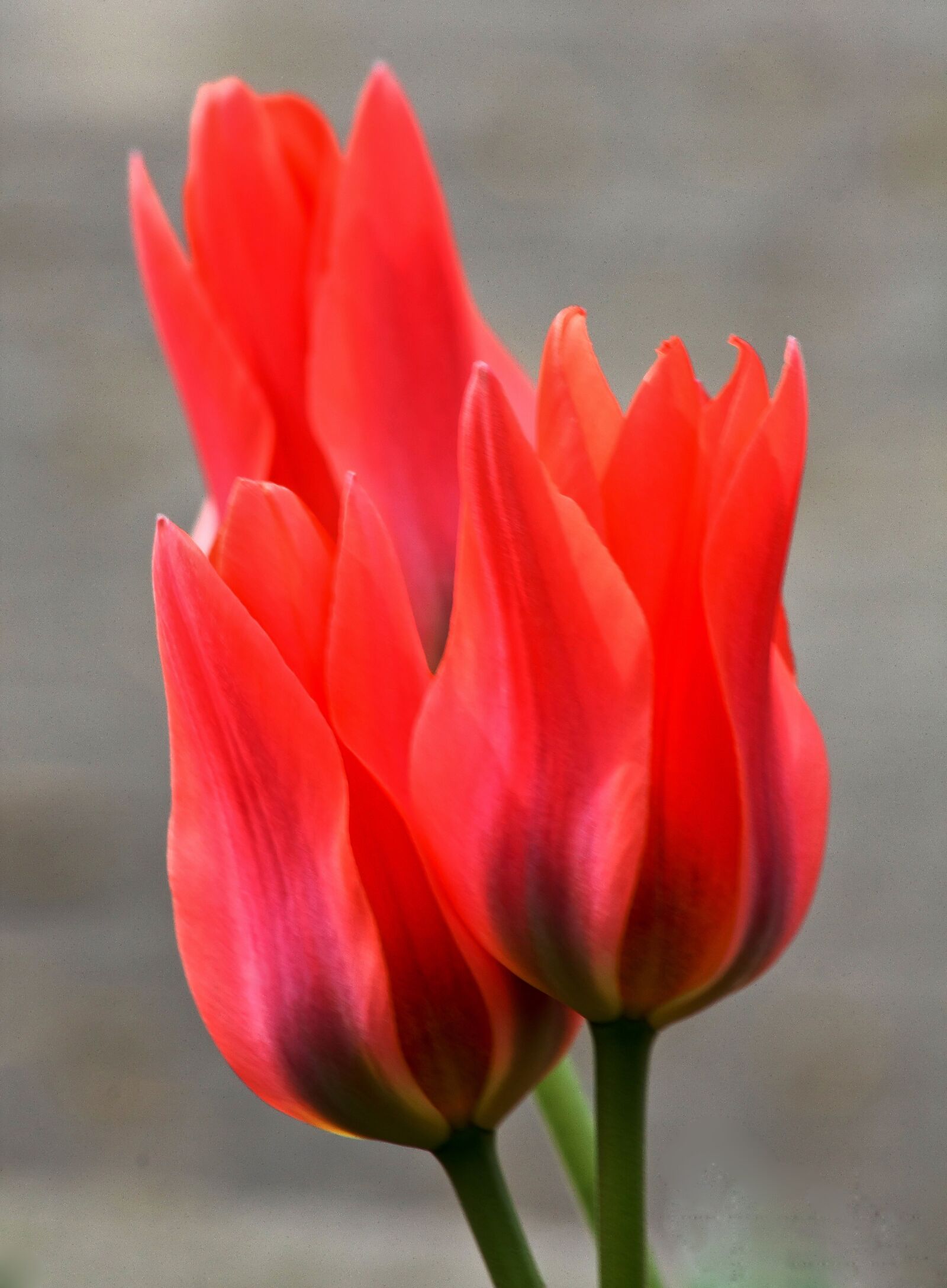 Canon EOS 450D (EOS Rebel XSi / EOS Kiss X2) sample photo. Three, red, tulips photography