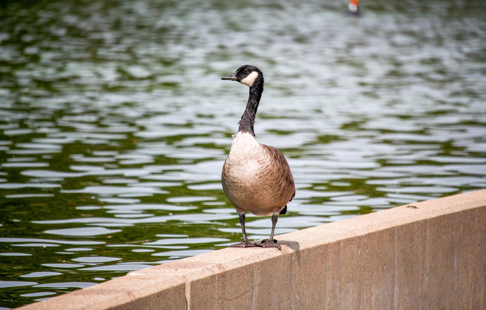 Canon EOS 700D (EOS Rebel T5i / EOS Kiss X7i) sample photo. Bird, water, nature photography