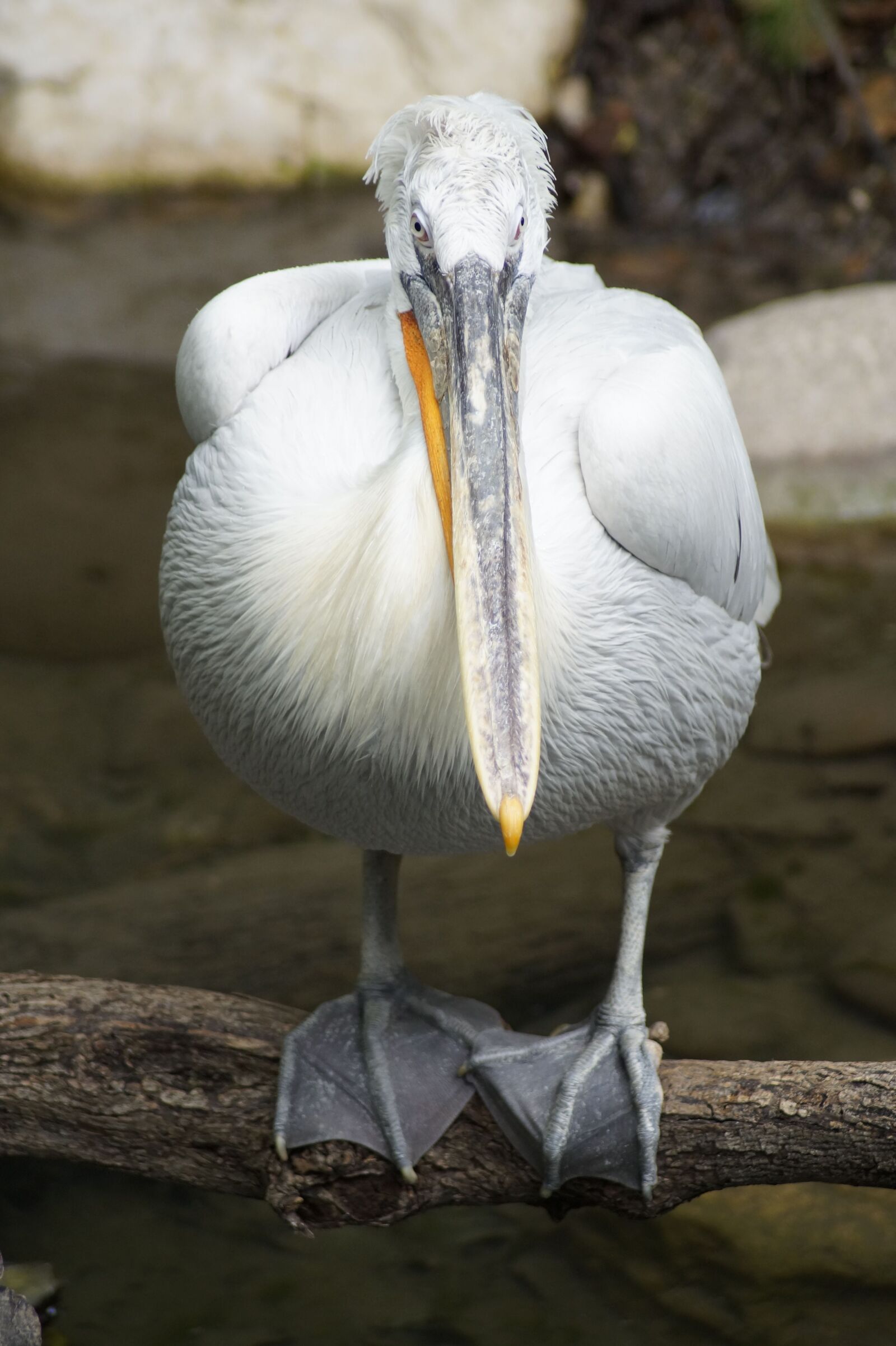 Sony SLT-A58 sample photo. Pelikan, bird, bill photography