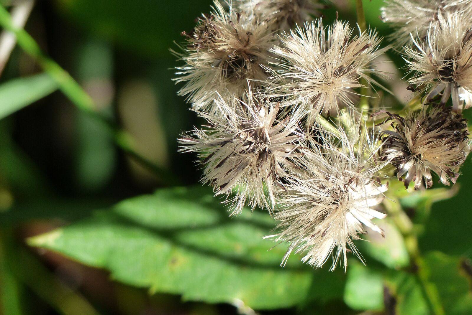 Panasonic Lumix DMC-FZ200 sample photo. Withered, wild plant, nature photography