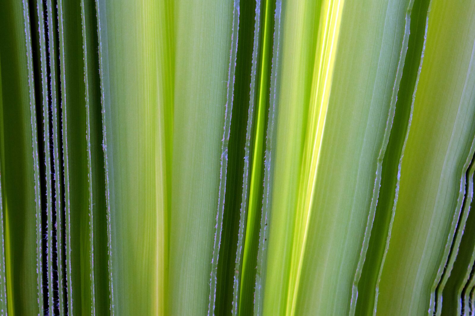 Nikon D3300 sample photo. Flora, leaf, plant, agave photography