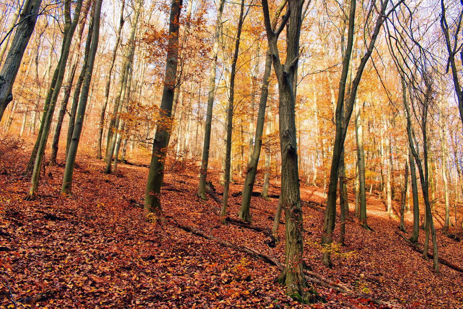 Nikon D5600 sample photo. Autumn, forest, nature photography