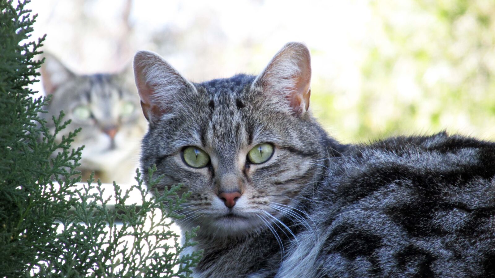 Canon PowerShot SX170 IS sample photo. Cat, tabby, and photography