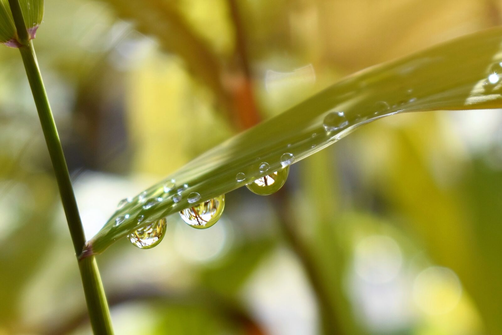 Nikon D5500 sample photo. Drop of water, nature photography