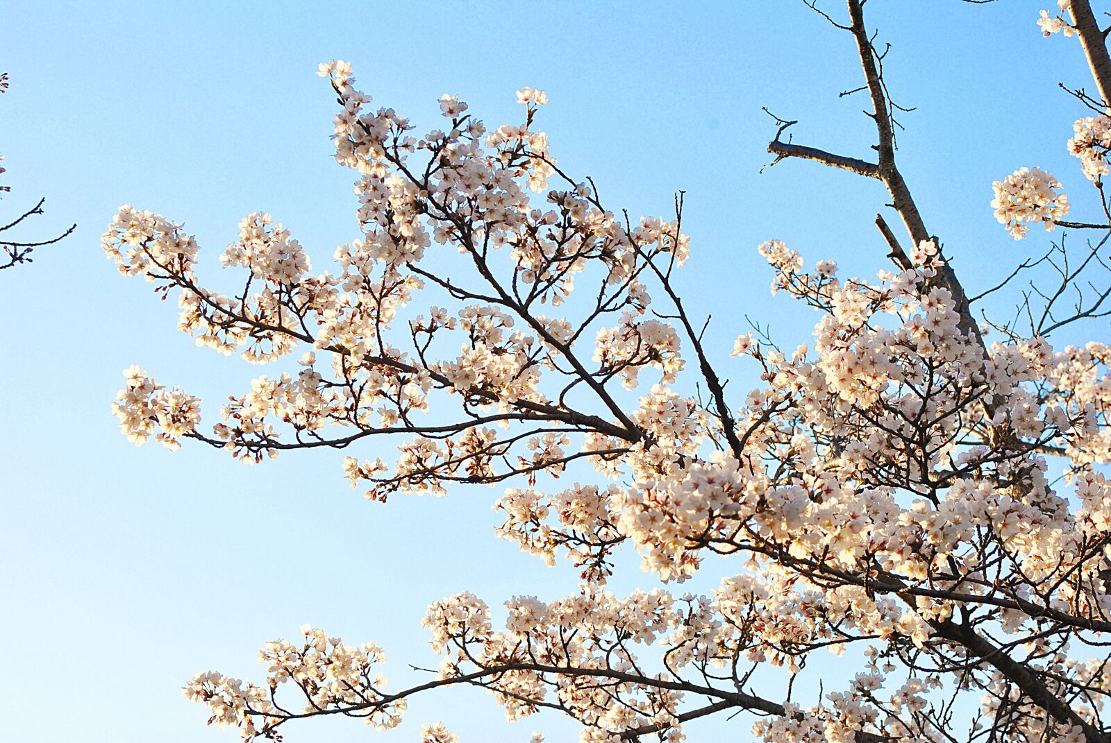 Nikon D3000 sample photo. Wood, cherry tree, quarter photography