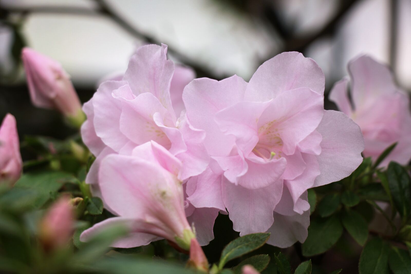 Canon EOS 550D (EOS Rebel T2i / EOS Kiss X4) sample photo. Flowers, pink, flower photography