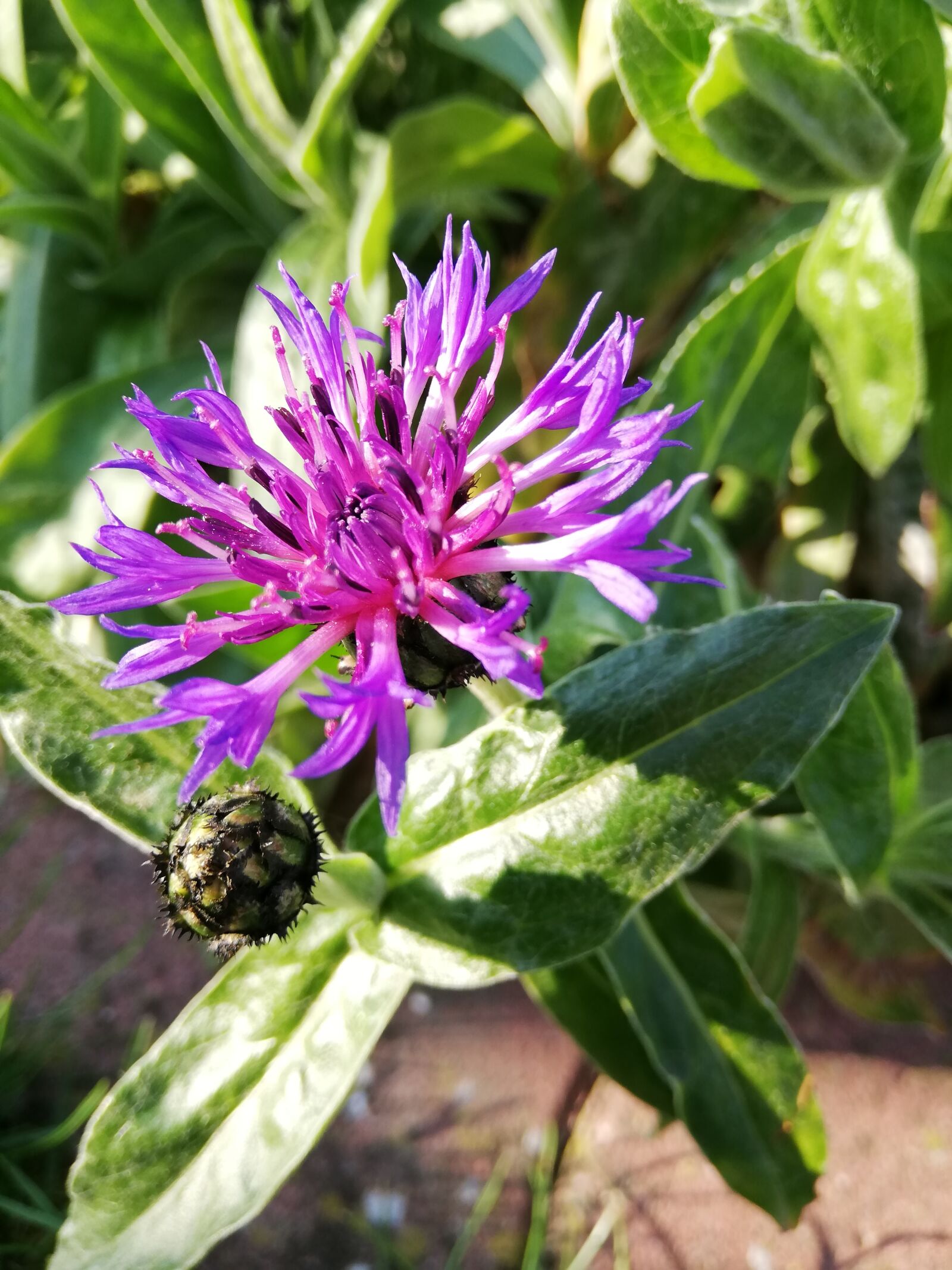HUAWEI P20 lite sample photo. Flowers, garden, spring photography