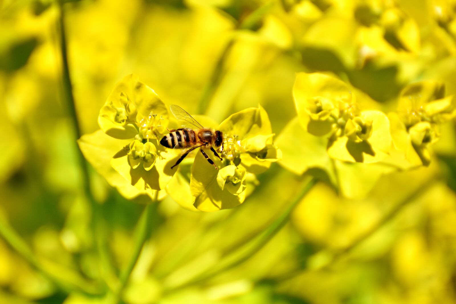 Nikon D7200 sample photo. Flowers, summer, yellow photography