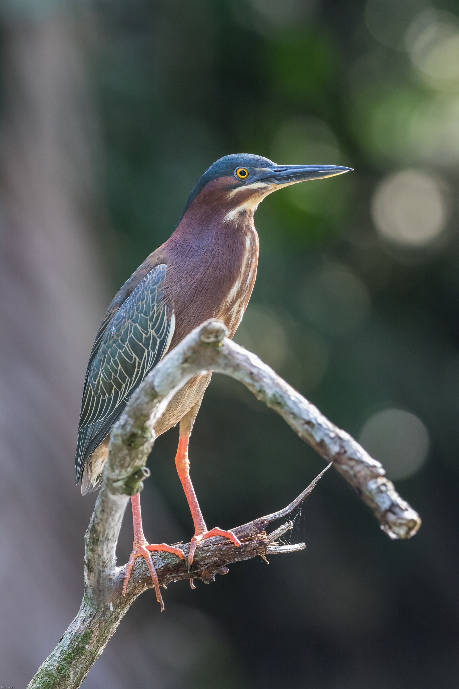 Canon EOS 7D Mark II sample photo. Green heron, water bird photography