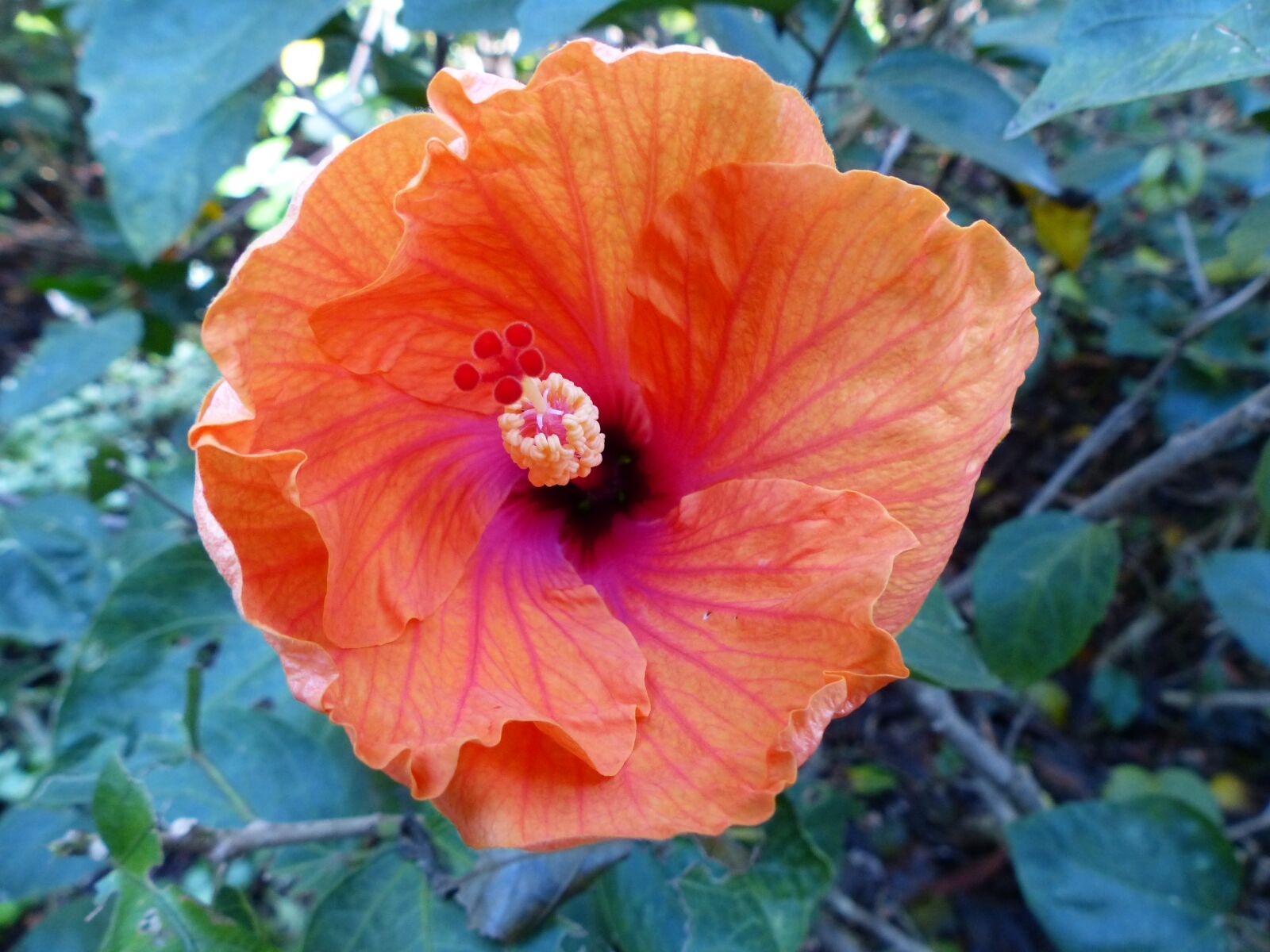 Panasonic Lumix DMC-FZ200 sample photo. Flower, hibiscus, orange photography