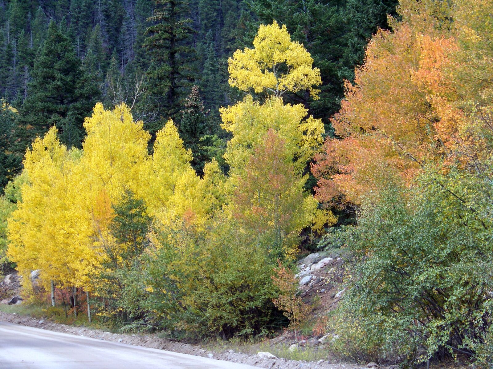 Kodak Z812 IS ZOOM DIGITAL CAMERA sample photo. Colorado, fall, autumn photography