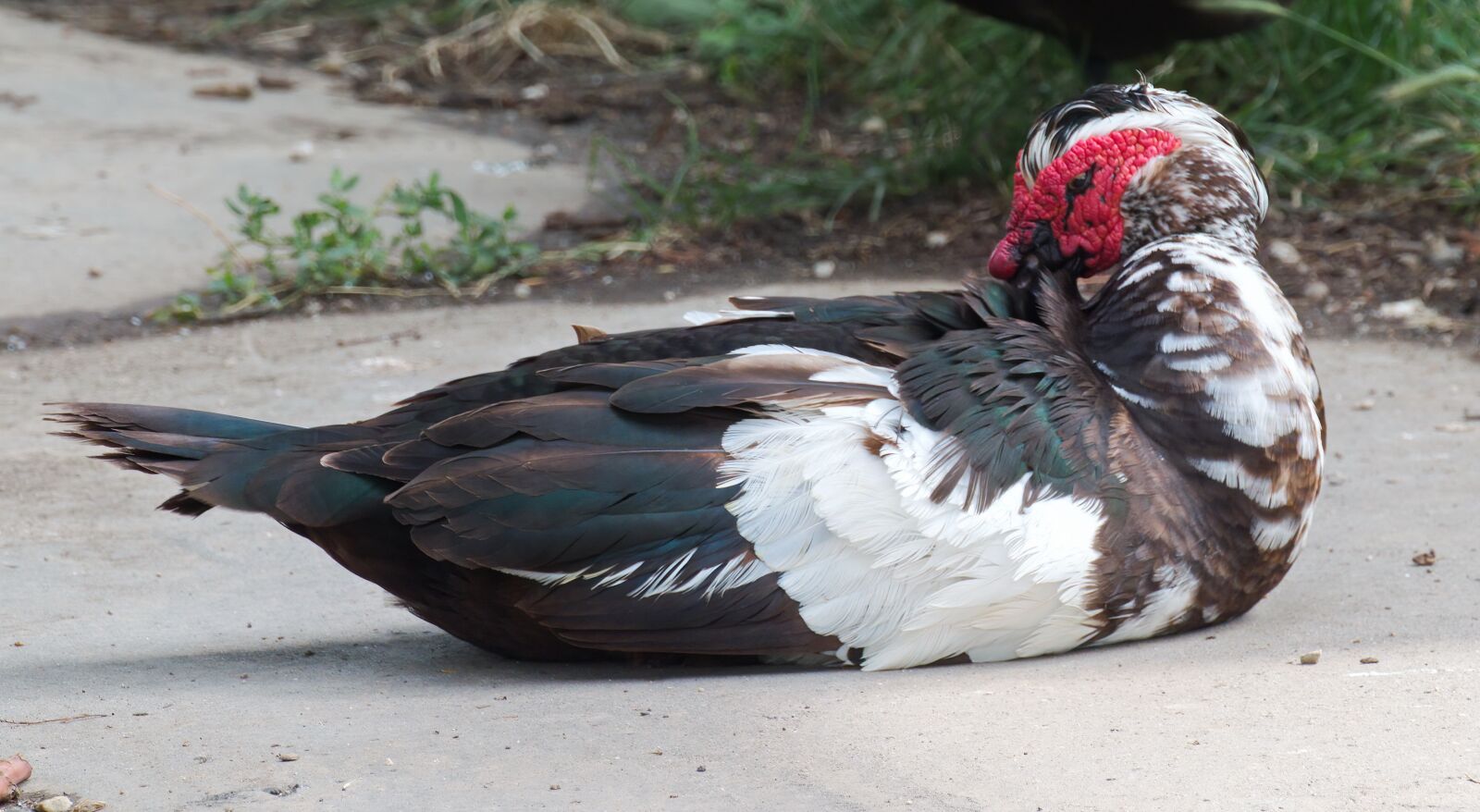 Nikon D5300 sample photo. Bird, the duck, muscovy photography