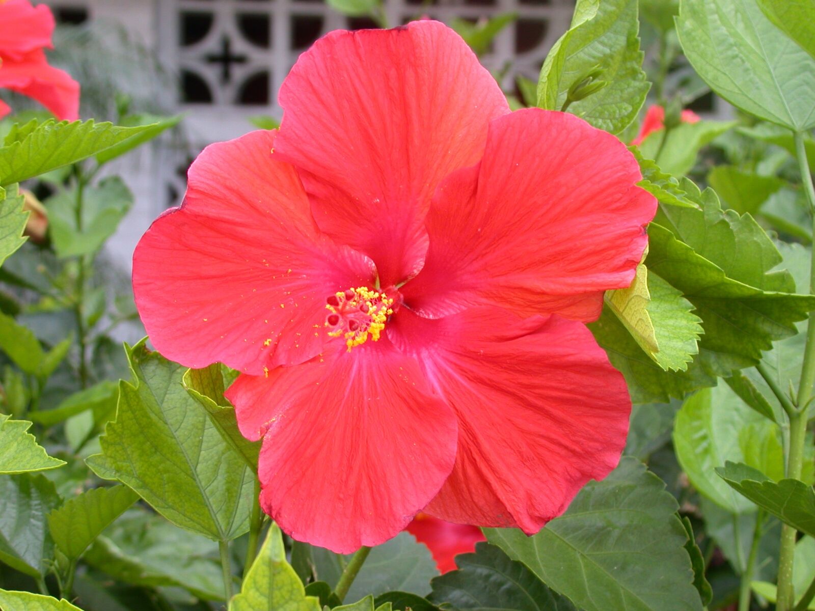 Nikon E995 sample photo. Flower, bloom, blossom photography