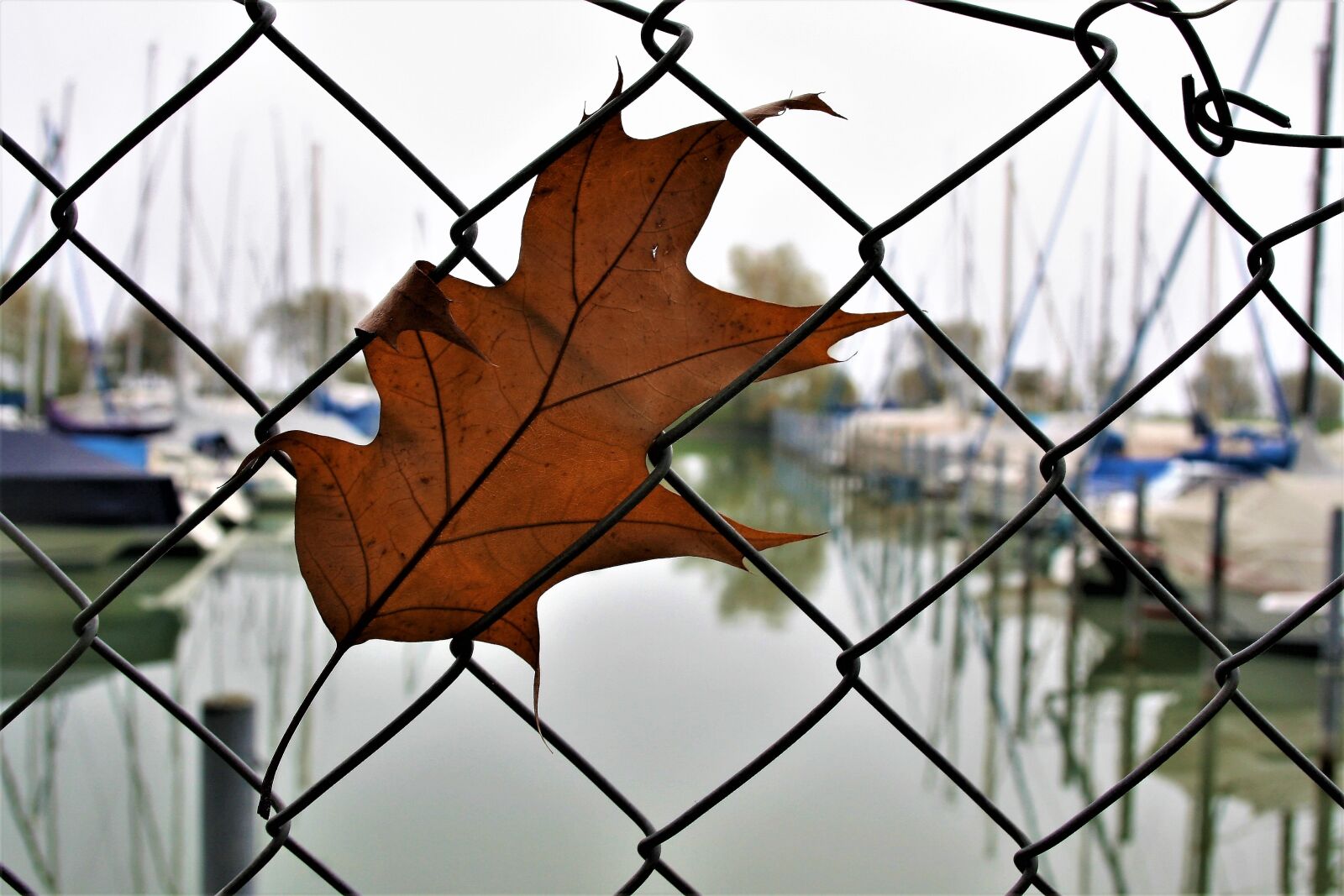 Canon EOS 400D (EOS Digital Rebel XTi / EOS Kiss Digital X) sample photo. The moat, wire, fencing photography