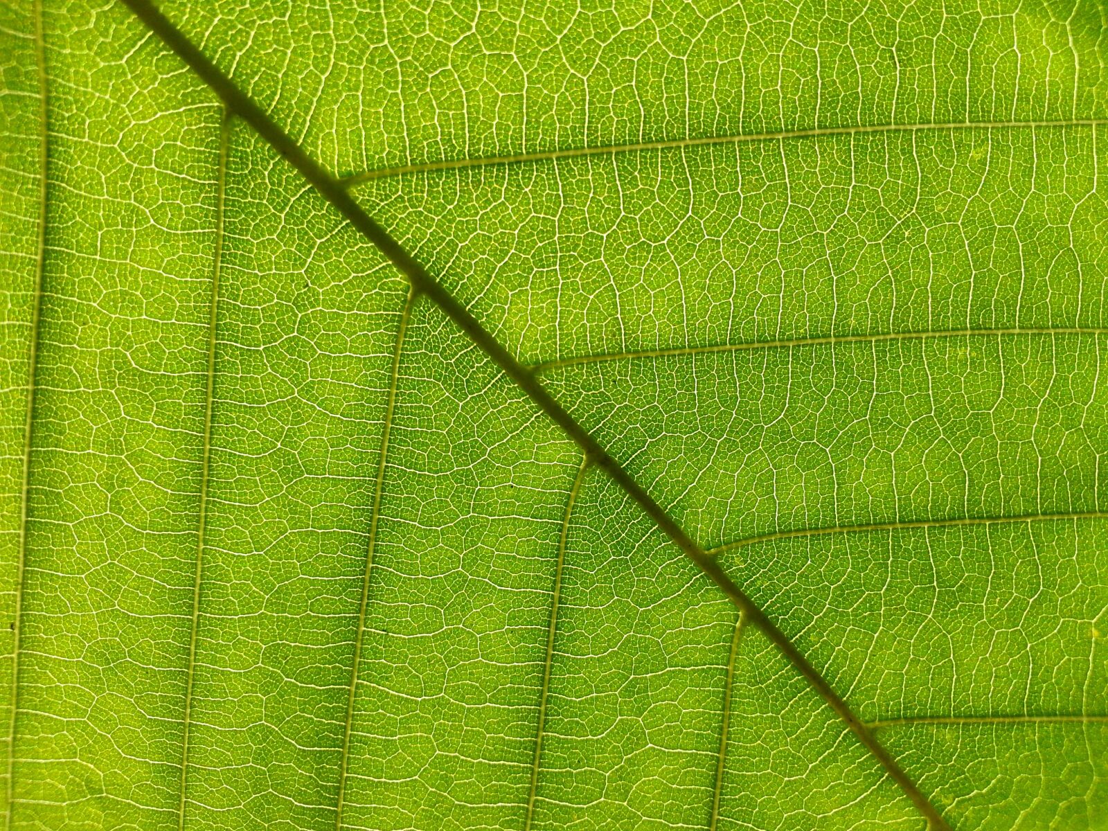 Samsung Galaxy S3 sample photo. Leaf, foliage, green photography